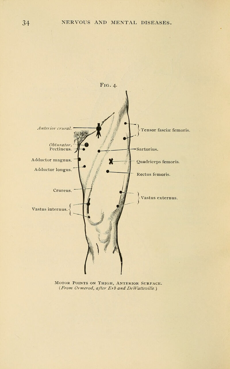 Fig. 4. Anterior crural. Obturator. Pectineus. Adductor niagnus. Adductor longus. Crureus. Vastus internus. Tensor fasciae femoris. Sartorius. Quadriceps femoris. Rectus femoris. > Vastus externus. Motor Points on Thigh, Anterior Surface.