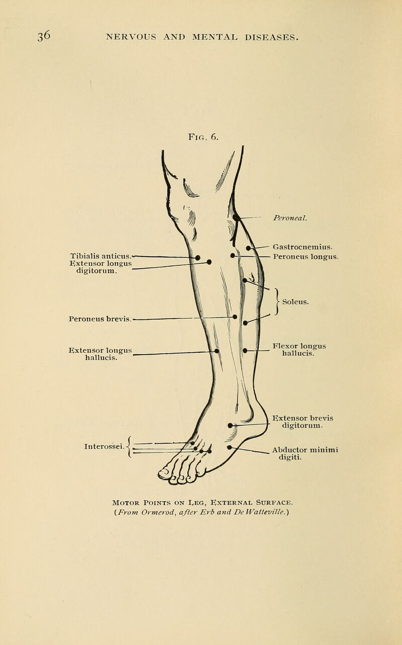 Fig. 6. Tibialis anticus.' Extensor longus digitorutn. Peroneus brevis Extensor longus hallucis. Peroneal. Gastrocnemius. Peroneus longus. Flexor longus hallucis. Extensor brevis digitorum. Abductor minimi digiti. Motor Points on I^eg, External Surface.