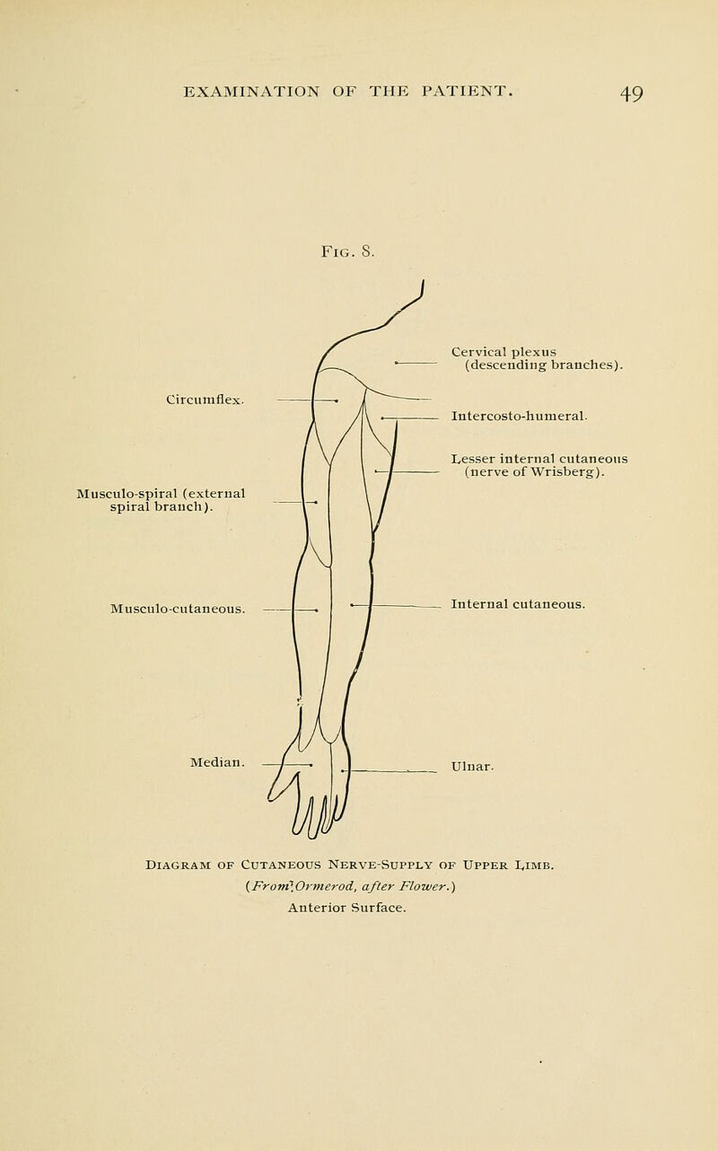 Fig. 8. Circumflex. Musctilo-spiral (external spiral branch). Musculo-cntaneous. Median. Cervical plexus (descending branches). Intercosto-hunieral. Lesser internal cutaneous (nerve of Wrisberg). Internal cutaneous. Ulnar. Diagram of Cutaneous Nerve-Supply of Upper t,iMB. {Frotn'.Ormerod, after Flower.)