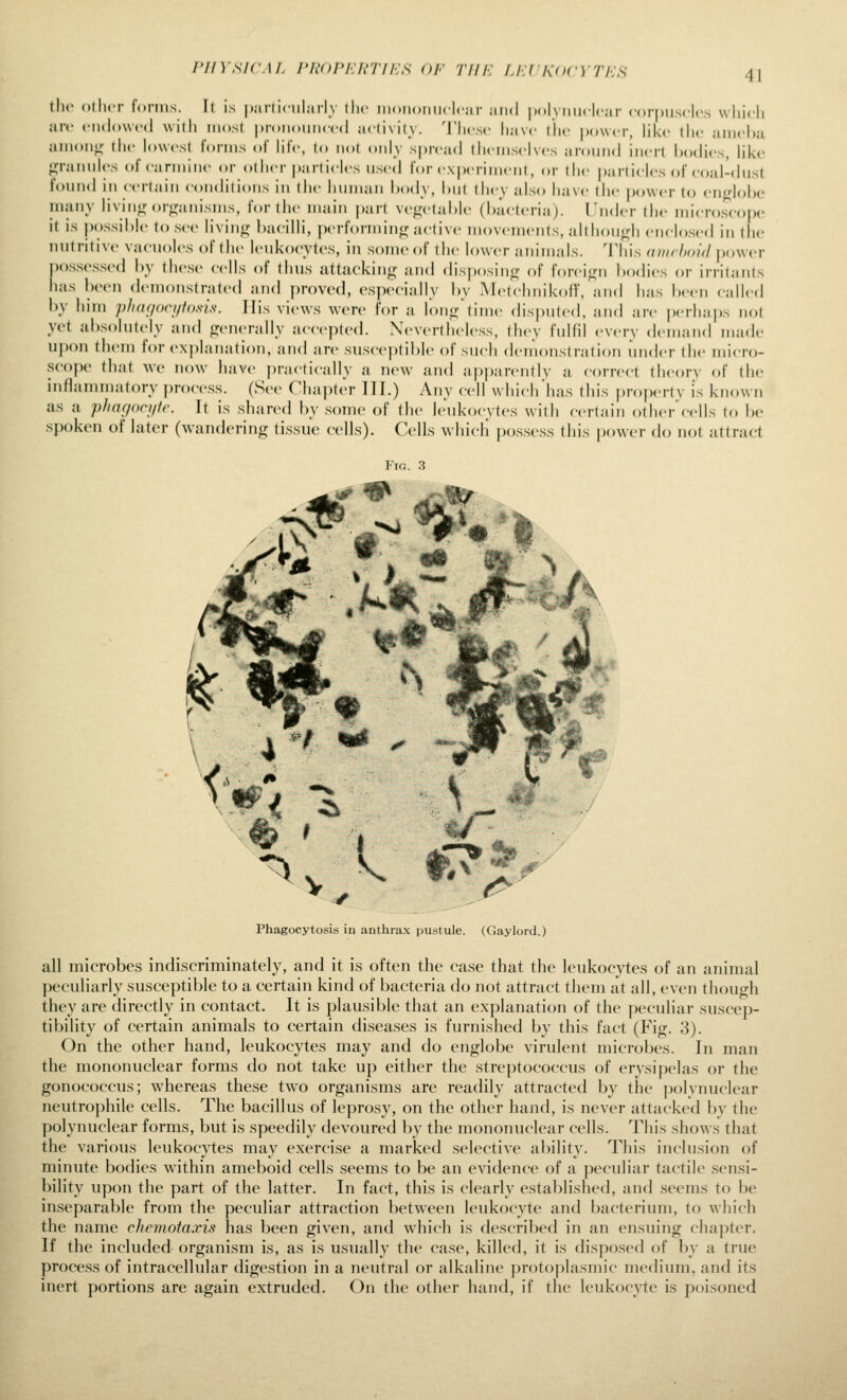 riiYsKM. I'h'oj'inrr/h-s of 77/a' LiAKocvrEfi (he olhcr forms. It is parliciilarlv llic iiioiiomiclcar and polymiclcar coriJiisclcs wliicli art- ciKlowcd willi iik.sI |)r(.ii(.un(c(l adivilv. 'I'lusc liavc (lie power, like the aiiichii aiiioiiji; the lowest Umws of life, to ii(»t only spread llieiiiselves around inert bodies, like {2;raiiiiles ofeannine or other particles used for experiment, or the particles of eoal-dnst found in certain conditions in the hiiinan body, hut they also have the power to eiif^dohe inany liviiifj: or<ranisms, for the main part veo(.t;d)le (hacteriaj. I'lider the inicroscoj)e it is possible to see livin<j bacilli, performing; active movements, altliou<,di enclosed in the nutritive vacuoles of the leukocytes, in some of the lower animals. This (uiirhoid j)ower possessed by these cells of thus attacking and <lisposinor of foreign bodies or irritants has boon demonstrated and proved, especially by I\I(>tchnikofi, and has been called by him p/iagori/tosis. His views wore for a long'time disputed, and are i)erhaj)s not yet absolutely and generally accepted. Nevertheless, they lulfil every demand made upon them for explanation, and are suscej)til)Ie of such demonstration iinder the micro- scope that wo now have practically a new and ap|)arentlv a correct theory of the inflaTiimatory jirocess. (See Chai)t('r III.) Any cell which'has this property is known as a pJiar/ori/fr. It is shan-d by some of the leukocytes with certain other'cells to be spoken of later (wandering tissue cells). Colls whicli possess this jiower do not attract Fio. 3 Phagocytosis in anthrax pustule. (Gaylord.) all microbes indiscriminately, and it is often the case that the leukocytes of an animal peculiarly susceptible to a certain kind of bacteria do not attract them at all, even thouo-h they are directly in contact. It is plausible that an explanation of the peculiar suscep- tibility of certain animals to certain diseases is furnished by this fact (Fig. 3). On the other hand, leukocytes may and do englobe virulent microbes. In man the mononuclear forms do not take up either the streptococcus of erysipelas or the gonococcus; whereas these two organisms are readily attracted by the polyiuiclear neutrophile cells. The bacillus of leprosy, on the other hand, is never attacked by the polynuclear forms, but is speedily devoured by the mononuclear cells. This shows that the various leukocytes may exercise a marked selective ability. This inclusion of minute bodies within ameboid cells seems to be an evidence of a peculiar tactile sensi- bility upon the part of the latter. In fact, this is clearly established, and seems to be inseparable from the peculiar attraction between leukocyte and bacterium, to wliich the name rhemofa.vis has been given, and which is described in an ensuing cha])ter. If the included organism is, as is usually the case, killed, it is disposed of by a true process of intracellular digestion in a neutral or alkaline protoi^lasmic medium, and its inert portions are again extruded. On the other hand, if the leukocyte is poisoned