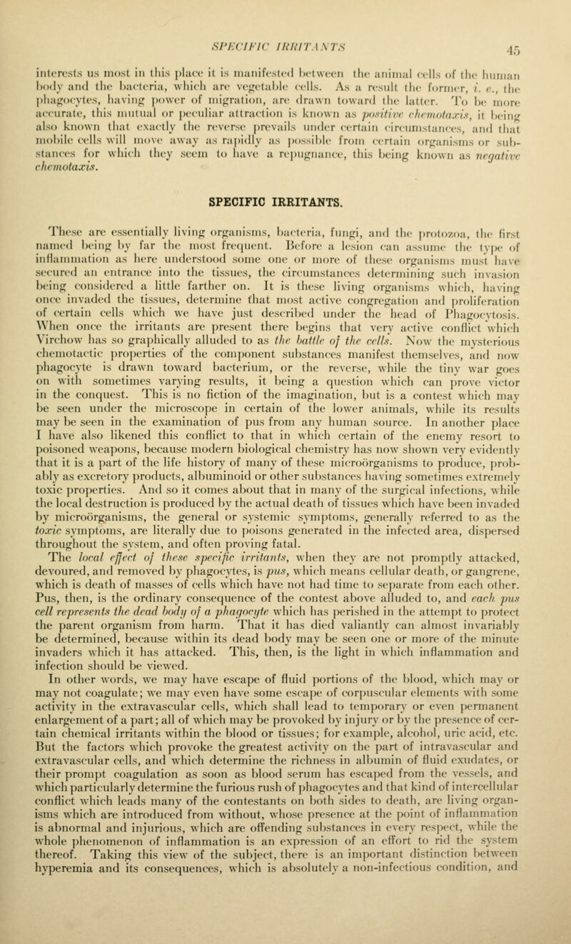 HPKCiriC lUUITASTS interests us most in this place it is manifested between the animal cells of the human body and the bacteria, which are vegetable cells. As a result the former, i. c.., the phaj^ocvtes, having; power of miifratioii, are drawn toward the latter. 'Vo l)c more accurate, this mutual or peculiar attraction is known as pofiitivr cJinnotaxu, it being also known tliat exactly the reverse prevails under certain circumstances, and that mobile cells will move away as rapidly as possible from certain organisms or sub- stances for which they seem to have a repugnance, this being known as negative chcmotaxis. SPECIFIC IRRITANTS. These are essentially living organisms, bacteria, fungi, and the protozoa, (he first named being by far the most frecpient. Before a lesion can assume the ty|H' of inHamnuition as here understood some one or more of these organisms must have secured an entrance into the tissues, the circumstances determining such invasion being considered a little farther on. It is these living organisms which, having once invaded the tissues, determine that most active congregation and f)roliferation of certain cells which we have just described under the head of Phagocytosis. When once the irritants are present there begins that very active conflict which Virehow has so graphically alluded to as the battle of the cells. Now^ the mysterious chemotactic pro})erties of the component substances manifest themselves, and now phagocyte is drawn toward bacterium, or the reverse, while the tiny war goes on with sometimes varying results, it being a question which can prove victor in the conquest. This is no fiction of the imagination, but is a contest which may be seen under the microscope in certain of the lower animals, while its results may be seen in the examination of pus from any human source. In another place I have also likened this conflict to that in which certain of the enemy resort to poisoned weapons, because modern biological chemistry has now shown very evidently that it is a part of the life history of many of these microorganisms to produce, prob- ably as excretory products, albuminoid or other substances having sometimes extremely toxic properties. And so it comes about that in many of the surgical infections, while the local destruction is produced by the actual death of tissues which have been invaded by microorganisms, the general or systemic symptoms, generally referred to as the toxic symptoms, are literally due to poisons generated in the infected area, dispersed throughout the system, and often proving fatal. The local effect of these specific irritants, when they are not promptly attacked, devoured, and removed by phagocytes, is pus, which means cellular death, or gangrene, which is death of masses of cells which have not had time to separate from each other. Pus, then, is the ordinary consecjuence of the contest above alluded to, and eacJi pus cell represents the dead body of a pharjocyte which has perished in the attempt to protect the parent organism from harm. That it has died valiantly can almost invariably be determined, because within its dead body may be seen one or more of the minute invaders which it has attacked. This, then, is the light in which inflammation and infection should be viewed. In other words, we may have escape of fluid portions of the blood, which may or may not coagulate; we may even have some escape of corpuscular elements with some activity in the extravascular cells, which shall lead to temporary or even permanent enlargement of a part; all of which may be provoked by injury or by the presence of cer- tain chemical irritants within the blood or tissues; for example, alcohol, uric acid, etc. But the factors which provoke the greatest activity on the part of intravascular and extravascular cells, and which determine the richness in albumin of fluid exudates, or their prom])t coagulation as soon as blood serum has escaped from the vessels, and which particularly determine the furious rush of phagocytes and that kind of intercellular conflict which leads many of the contestants on both sides to death, are living organ- isms which are introduced from without, whose presence at the point of inflammation is abnormal and injurious, which are offending sub.stances in every respect, while the whole phenomenon of inflammation is an expression of an effort to rid the system thereof. Taking this view of the subject, there is an important distinction between hyperemia and its consequences, which is absolutely a non-infectious condition, and