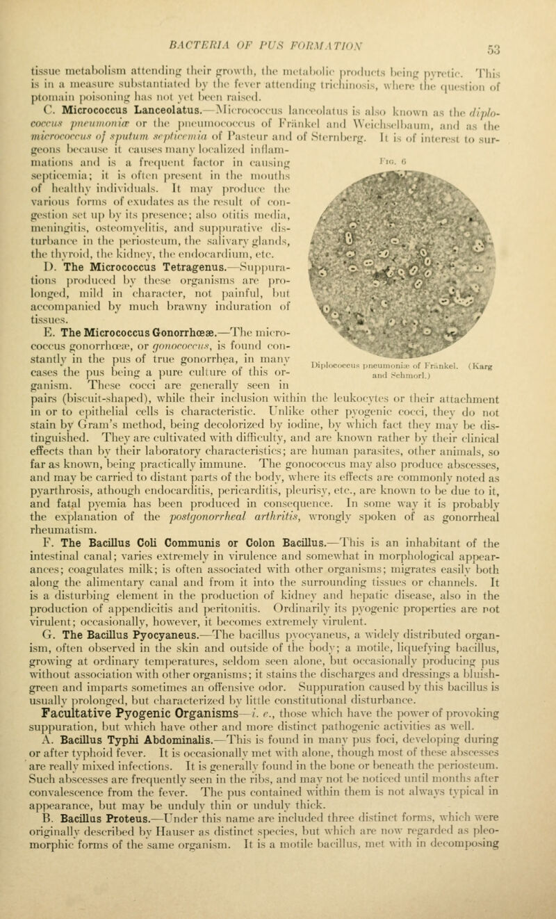 BACTERIA OF PUS FORMATlOS tissue metal)oli.sm attcndiiiii: their (growth, (he nietahoHc pnxhirts heiiifj pyretic. This is in a measure substantiated by the fever atteiuiinf,' trichinosis, where the question of ptoniain |)()is()iiiui; has not yet h(>en raised. C. Micrococcus Lanceolatus.—Micrococcus lanccohitus is also known as the diplo- coccHs punnuou'ur or the jjucuniococcus of Friinkel and Weichselhauin, and as the micrococcu.s' of .s-piitiim srptironia of Pasteur and of Sternberg;. It is of interest to sur- fjcons because it causes many loc-aH/,ed inflam- mations and is a frecjuent factor in eausiu}]; septicemia; it is often present in the mouths of heahhy individuals. It may produce the various forms of exudates as the result of con- gestion set uj) by its presence; also otitis media, menini;itis, osteomyelitis, and suj)purative dis- turltance in the periosteum, the salivary o;lands, the thyroid, the kidney, tlx- endocardium, etc. I). The Micrococcus Tetragenus.—Suj)|)ura- tions produced by tlicse orfjanisms arc ])ro- longed, mild in character, not j)ainful, but accompanied by much brawny iiuhiration of tissues. E. The Micrococcus Gonorrhoeae.—The micro- coccus ^onorrluea-, or gonnrocciis, is found con- stantlv in the pus of true gonorrhea, in manv ,,. , .,,,., • . ,' . ^ , ■ i> ,1 •  I'lplococcus pneumoniae of Friinkel. (Karcr cases the pus bemo; a pure culture ot this or- and Schmori.) ganism. These cocci are generally seen in pairs (biscuit-shaped), while their inclusion within the leukocyti's or their attachment in or to epithelial cells is characteristic. Unlike other pyogenic cocci, they do not stain by Gram's method, being decolorized by iodine, by which fact tiiey may be dis- tinguished. They are cultivated with difficulty, and are known rather by their clinical effects than by their laboratory characteristics; are human parasites, other animals, so far as known, being practically immune. The gonococcus may also produce abscesses, and may be carried to distant parts of the body, where its effects are commonly noted as pyarthrosis, athough endocanlitis, pericarditis, pleurisy, etc., are known to l)e due to it, and fatal pyemia has been produced in consequence. In some way it is probal)lv the ex])lanation of the post gonorrheal arthritis, wrongly spoken of as gonorrheal rheumatism. F. The Bacillus Coli Communis or Colon Bacillus.—This is an inhabitant of the intestinal canal; varies extremely in virulence and somewhat in morpliological appear- ances; coagulates milk; is often associated with other organisms; migrates easily both along the alimentary canal and from it into the surrounding tissues or channels. It is a disturbing element in the production of kidney and hepatic disease, also in the production of appendicitis and peritonitis. Ordinarily its pyogenic properties are not virulent; occasionally, however, it becomes extremely virulent. G. The Bacillus Pyocyaneus.—The bacillus pyocyaneus, a widely distributed organ- ism, often observed in the skin and outside of the body; a motile, liquefying l)acillus, growing at ordinary temperatures, seldom .seen alone, but occasionally producing pus without association with other organisms; it stains the discharges and dressings a bluish- green and imparts sometimes an offensive odor. Suppuration caused by this bacillus is usually prolonged, but characterized l)y little constitutional disturbance. Facultative Pyogenic Organisms—/. e., those which have the power of provoking suppuration, but v^■hich have other and more distinct pathogenic activities as well. A. Bacillus Typhi Abdominalis.—This is found in many ])us foci, developing during or after typhoid fever. It is occasionally met with alone, though most of these abscesses are really mixed infections. It is generally found in the bone or beneath the periosteum. Such abscesses are frequently seen in the ribs, and may not be noticed until months after convalescence from the fever. The pus contained within them is not always typical in appearance, but may be unduly thin or unduly thick. B. Bacillus Proteus.—Under this name are included three distinct forms, which were originally descril)ed by Hauser as distinct species, but which are now regarded as pleo- morphic forms of the same organism. It is a motile bacillus, met with in decomposing