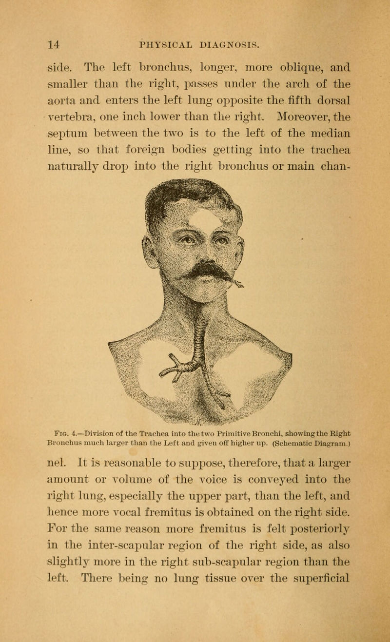 side. The left bronclius, longer, more oblique, and smaller than the right, passes under the arch of the aorta and enters the left lung opposite the fifth dorsal vertebra, one inch lower than the right. Moreover, the sej)tum between the two is to the left of the median line, so that foreign bodies getting into the trachea naturally drop into the right bronchus or main chaii- FiG. 4.—Division of the Trachea into the two Primitive Bronchi, showing the Right Bronchus much larger than the Left and given off higher up. (Schematic Diagram.) nel. It is reasonable to suppose, therefore, that a larger amount or volume of the voice is conveyed into the right lung, especially the upper part, than the left, and hence more vocal fremitus is obtained on the right side. For the same reason more fremitus is felt posteriorly in the inter-scapular region of the right side, as also slightly more in the riglit sub-scapular region than the left. There being no lung tissue over the superficial
