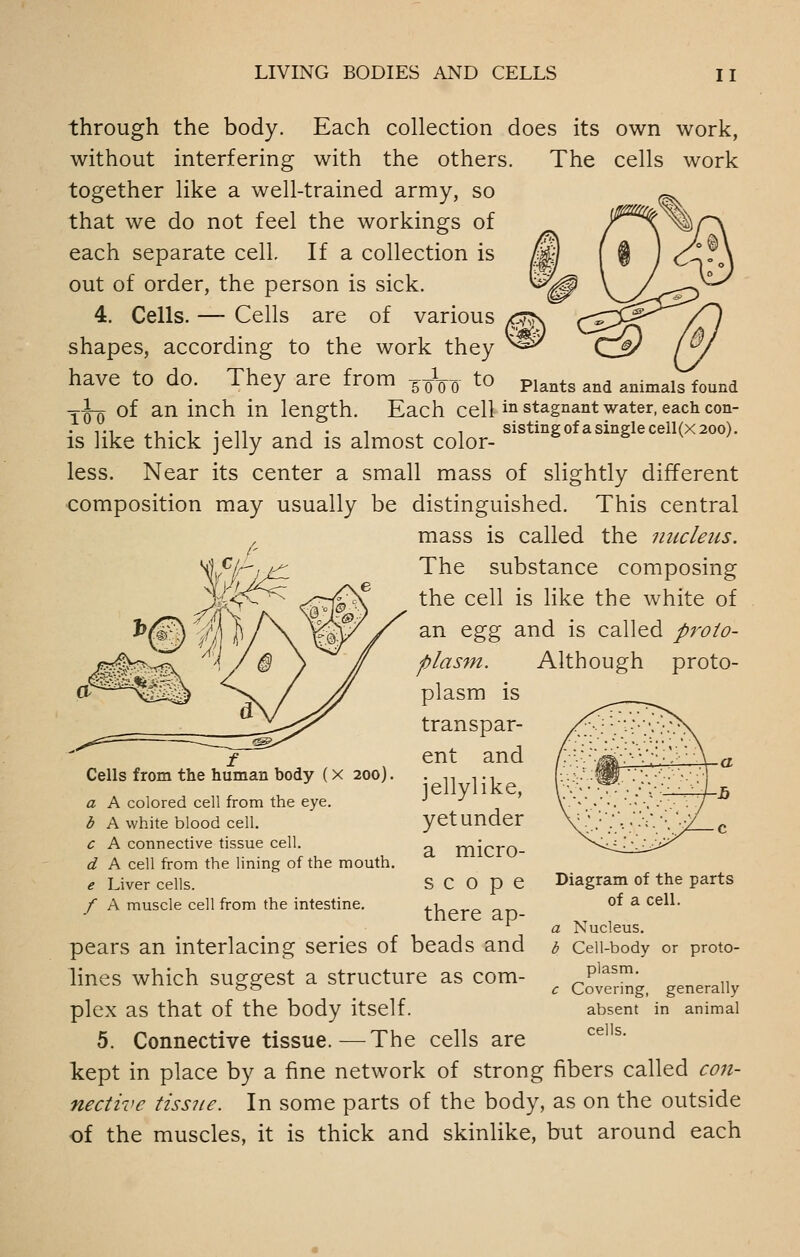 Plants and animals found through the body. Each collection does its own work, without interfering with the others. The cells work together like a well-trained army, so that we do not feel the workings of each separate cell. If a collection is out of order, the person is sick. 4. Cells. —- Cells are of various shapes, according to the work they have to do. They are from 5-0V0 ^^ y^ of an inch in length. Each cell i^i stagnant water, each con- . TT .1 . 1 . 11 1 • 1 . 1 sistingofasinglecell(X20o). IS like thick jelly and is almost color- less. Near its center a small mass of slightly different composition may usually be distinguished. This central mass is called the nucleus. The substance composing the cell is like the white of an ^g^ and is called proto- plasm. Although proto- plasm is transpar- ent and jellylike, yet under a micro- scope there ap- pears an interlacing series of beads and lines which suggest a structure as com- plex as that of the body itself. 5. Connective tissue.—The cells are tept in place by a fine network of strong fibers called con- nective tissue. In some parts of the body, as on the outside of the muscles, it is thick and skinlike, but around each Cells from the human body (x 200). a A colored cell from the eye. b A white blood cell. c A connective tissue cell. d A cell from the lining of the mouth. e Liver cells. / A muscle cell from the intestine. Diagram of the parts of a cell. a Nucleus. d Cell-body or proto- plasm. c Covering, generally absent in animal cells.