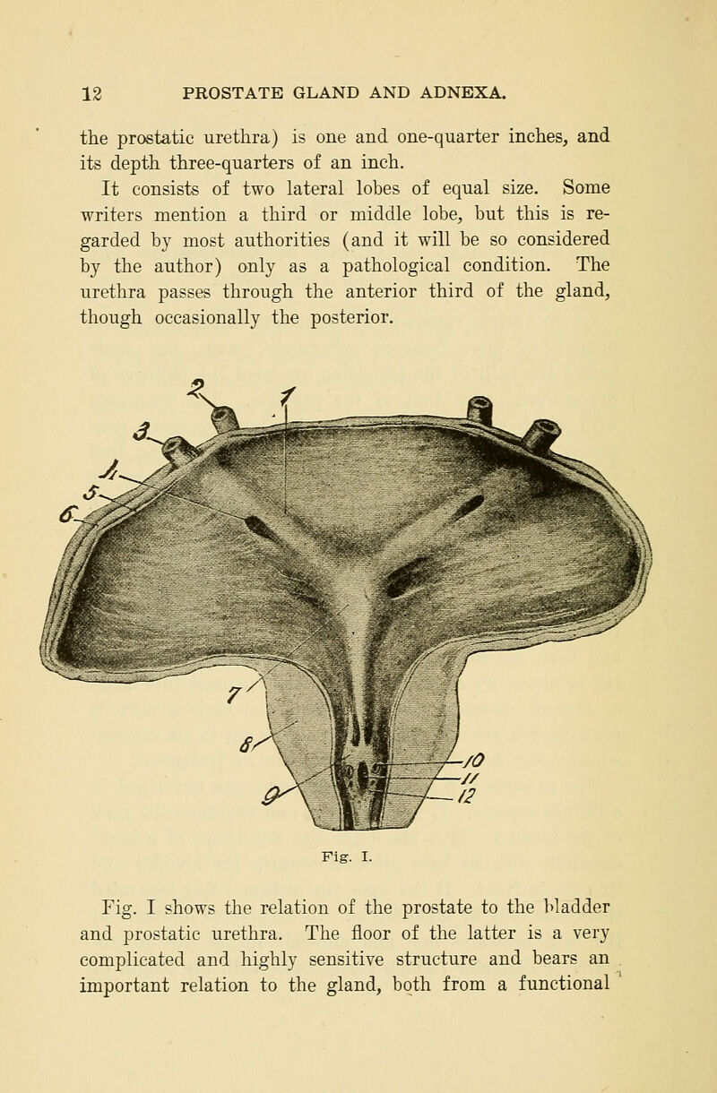 the prostatic urethra) is one and one-quarter inches, and its depth three-quarters of an inch. It consists of two lateral lobes of equal size. Some writers mention a third or middle lobe, but this is re- garded by most authorities (and it will be so considered by the author) only as a pathological condition. The urethra passes through the anterior third of the gland, though occasionally the posterior. Fig. I. Fig. I shows the relation of the prostate to the bladder and prostatic urethra. The floor of the latter is a very complicated and highly sensitive structure and bears an important relation to the gland, both from a functional