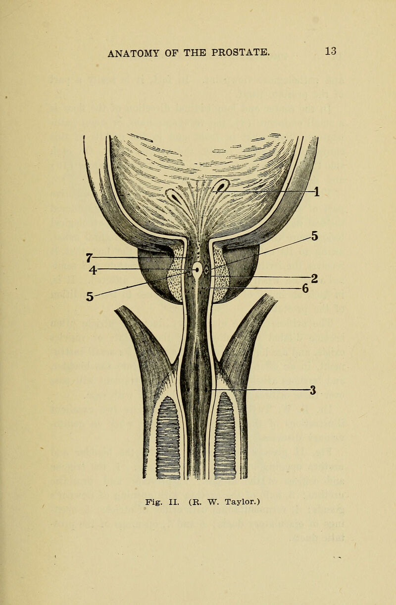 Fig. II. (R. W. Taylor.)