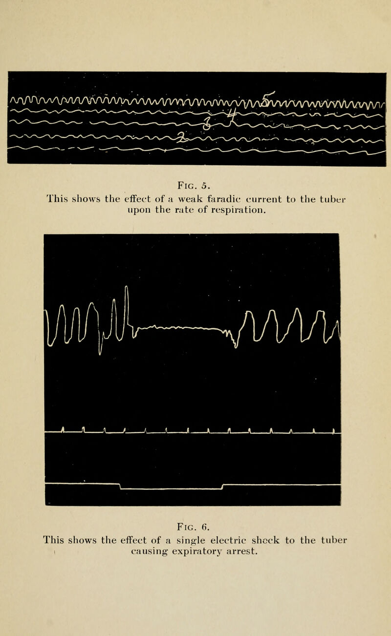 I/W^Aa/\AA/i/v\Maaaaaaaa/\a^^^ Fig. 5. This shows the effect of a weak faradic current to the tuber upon the rate of respiration. Fig. G. This shows the eifect of a sing-le electric shock to the tuber 1 causing expiratory arrest.