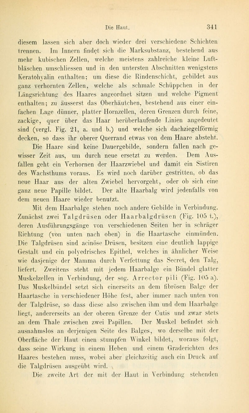 diesem lassen sich aber doch Avieder drei verschiedene Schichten trennen. Im Innern findet sich die Marksubstanz, bestehend aus mehr kubischen Zellen, welche meistens zahlreiche kleine Luft- bläschen umschliessen und in den untersten Abschnitten wenigstens Keratohyalin enthalten; um diese die Rindenschicht, gebildet aus ganz verhornten Zellen, welche als schmale Schüppchen in der Längsrichtung des Haares angeordnet sitzen und welche Pigment enthalten; zu äusserst das Oberhäutchen, bestehend aus einer ein- fachen Lage dünner, platter Hornzellen, deren Grenzen durch feine, zackige, quer über das Haar herüberlaufende Linien angedeutet sind (vergl. Fig. 21, a. und b.) und welche sich dachziegelförmig decken, so dass ihr oberer Querrand etwas von dem Haare absteht. Die Haare sind keine Dauergebilde, sondern fallen nach ge- wisser Zeit aus, um durch neue ersetzt zu werden. Dem Aus- fallen geht ein Verhornen der Haarzwiebel und damit ein Sistiren des Wachsthums voraus. Es wird noch darüber gestritten, ob das neue Haar aus der alten Zwiebel hervorgeht, oder ob sich eine ganz neue Papille bildet. Der alte Haarbalg wird jedenfalls von dem neuen Haare wieder benutzt. Mit dem Haarbalge stehen noch andere Gebilde in Verbindung. Zunächst zwei Talgdrüsen oder Haarbalgdrüsen (Fig. 105 t.), deren Ausführungsgänge von verschiedenen Seiten her in schräger Richtung (von unten nach oben) in die Haartasche einmünden. .Die Talgdrüsen sind acinöse Drüsen, besitzen eine deutlich lappige Gestalt und ein polyedrisches Epithel, welches in ähnlicher Weise wie dasjenige der Mamma durch Verfettung das Secret, den Talg, liefert. Zweitens steht mit jedem Haarbalge ein Bündel glatter Muskelzellen in Verbindung, der sog. Arrector pili (Fig. 105 a). Das Muskelbündel setzt sich einerseits an dem fibrösen Balge der Haartasche in verschiedener Höhe fest, aber immer nach unten von der Talgdrüse, so dass diese also zwischen ihm und dem Haarbalge liegt, andererseits an der oberen Grenze der Cutis und zwar stets an dem Thale zwischen zwei Papillen. Der Muskel befindet sich ausnahmslos an derjenigen Seite des Balges, wo derselbe mit der Oberfläche der Haut einen stumpfen AVinkel bildet, woraus folgt, dass seine Wirkung in einem Heben und einem Graderichten des Haares bestehen muss, wobei aber gleichzeitig auch ein Druck auf die Talgdrüsen ausgeübt wird. Die zweite Art der mit der Haut in Verbindung stellenden