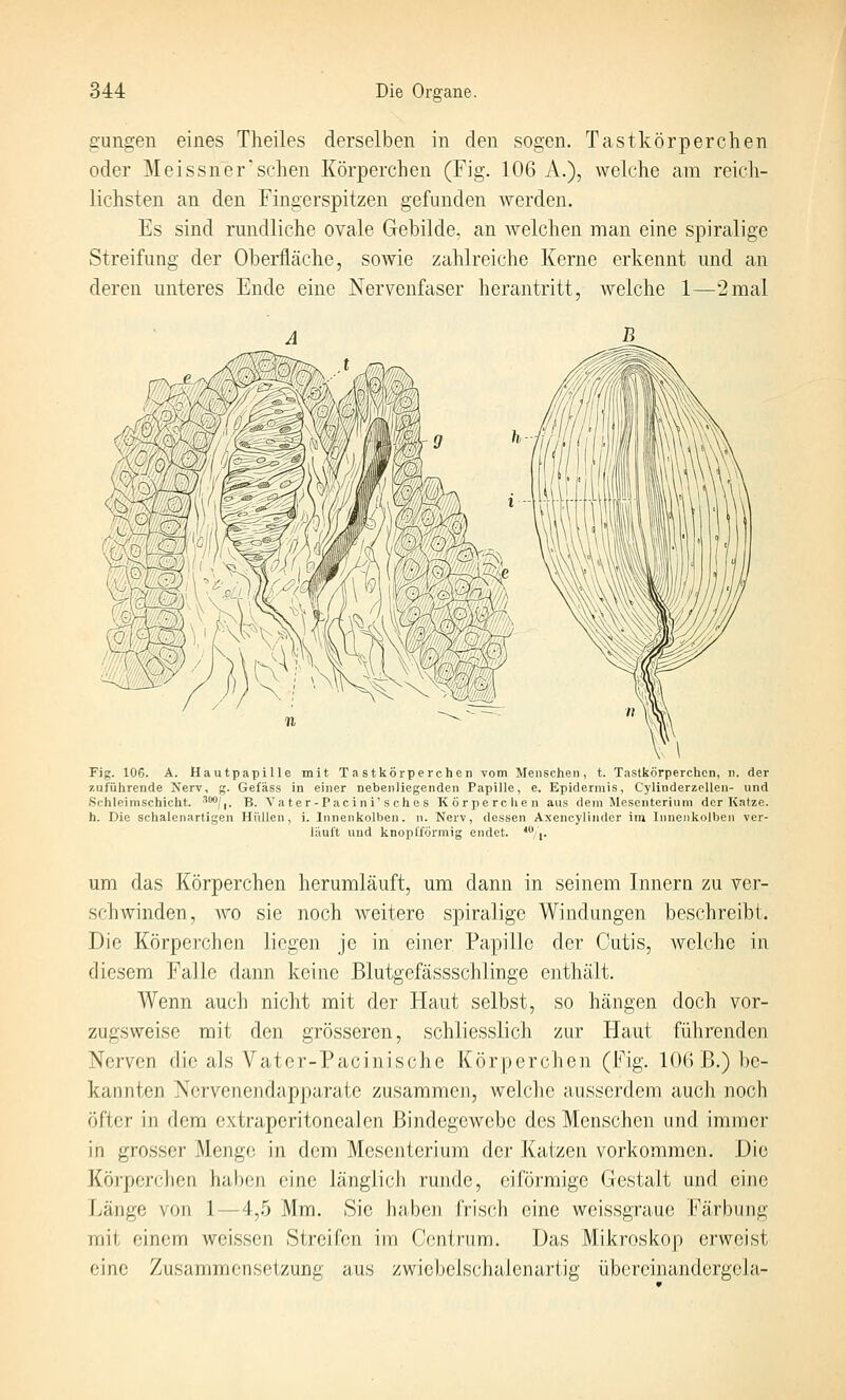 gungen eines Theiles derselben in den sogen. Tastkörperchen oder Meissnersehen Körperchen (Fig. 106 A.), welche am reich- lichsten an den Fingerspitzen gefunden werden. Es sind rundliche ovale Gebilde, an Avelchen man eine spiralige Streifung der Oberfläche, sowie zahlreiche Kerne erkennt und an deren unteres Ende eine Nervenfaser herantritt, welche 1—2mal Fig. 106. A. Hautpapille mit Tastkörperchen vom Menschen, t. Tastkörperchen, n. der zuführende Xerv, g. Gefäss in einer nebenliegenden Papille, e. Epidermis, Cylinderzellen- und iSchleimschicht. '^/i. B. Va t e r - Pacin i s che s Körpcrclien aus dem Mesenterium der Katze. h. Die schalenartigen Hüllen, i. Innenkolben, ii. Nerv, dessen Axencylinder im Innenkolben ver- lauft und knopfförniig endet. *, (. um das Körperchen herumläuft, um dann in seinem Innern zu ver- schwinden, Avo sie noch weitere spiralige Windungen beschreibt. Die Körperchen liegen je in einer Papille der Cutis, welche in diesem Falle dann keine Blutgefässschlinge enthält. Wenn auch nicht mit der Haut selbst, so hängen doch vor- zugsweise mit den grösseren, schliesslich zur Haut führenden Nerven die als Vater-Pacinische Körperchen (Fig. 10() B.) be- kannten Nervenendapparate zusammen, welche ausserdem auch noch öfter in dem extraperitonealen Bindegewebe des Menschen und immer in grosser Menge in dem Mesenterium der .Katzen vorkommen. Die Körperchen haben eine länglich runde, eiförmige Gestalt und eine Länge von 1—4,5 Mm. Sic haben frisch eine weissgraue Färbung mit einem weissen Streifen im Centrum. Das Mikroskop erweist eine Zusammensetzung aus zwiebclscJialenartJg übereinandcrgola-