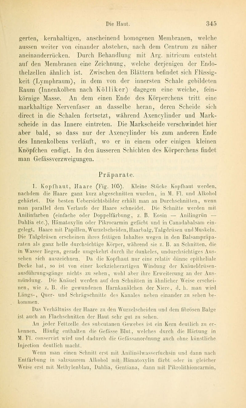 gerten, kernhaltigen, anscheinend homogenen Membranen, welche aussen weiter von einander abstehen, nach dem Centrum zu näher aneinanderrücken. Durch Behandlung mit Arg. nitricum entsteht auf den Membranen eine Zeichnung, welche derjenigen der Endo- thelzellen ähnlich ist. Zwischen den Blättern befindet sich Flüssig- keit (Lymphraum), in dem von der innersten Schale gebildeten Raum (Innenkolben nach KöUiker) dagegen eine weiche, fein- körnige Masse. An dem einen Ende des Körperchens tritt eine markhaltige Nervenfaser an dasselbe heran, deren Scheide sich direct in die Schalen fortsetzt, während Axencylinder und Mark- scheide in das Innere eintreten. Die Markscheide verschwindet hier aber bald, so dass nur der Axencylinder bis zum anderen Ende des Innenkolbens verläuft, wo er in einem oder einigen kleinen Knöpfchen endigt. In den äusseren Schichten des Körperchens findet man GefässVerzweigungen. Präparate. 1. Kopfhaut, Haare (Fig. 105). Kleine Stücke Kopfhaut werden, nachdem die Haare ganz kurz abgeschnitten wurden, in M. Fl. und Alkohol gehärtet. Die besten Uebersichtsbilder erhält man an Durchschnitten, wenn man parallel dem Verlaufe der Haare schneidet. Die Schnitte werden mit Anilinfarben (einfache oder Doppelfärbung, z. ß. Eosin — Anilingrün — Dahlia etc.), Hämatoxylin oder Pikrocarmin gefärbt und in Canadabalsam ein- gelegt. Haare mit Papillen, Wurzelscheiden, Haarbalg,Talgdrüsen und Muskeln. Die Talgdrüsen erscheinen ihres fettigen Inhaltes wegen in den Balsampräpa- raten als ganz helle durchsichtige Körper, während sie z. B. an Schnitten, die in Wasser liegen, gerade umgekehrt durch ihr dunkeles, undurchsichtiges Aus- sehen sicli auszeichnen. Da die Kopfhaut nur eine relativ dünne epitheliale Decke hat, so ist von einer korkzieherartigen Windung der Knäueldrüsen- ausführungsgänge nichts zu sehen, wohl aber ihre Erweiterung an der Aus- mündung. Die Knäuel werden auf den Schnitten in ähnlicher Weise erschei- nen, wie z. B. die gewundenen Plarnkanälchen der Niere, d. h. man wird Längs-, Quer- und Schrägschnitte des Kanales neben einander zu sehen be- kommen. Das Verliältniss der Haare zu den Wurzelscheiden und dem fibrösen Balge ist auch an Flachschnitten der Haut sehr gut zu sehen. An jeder Fettzelle des subcutanen Gewebes ist ein Kern deutlich zu er- kennen. Häufig enthalten die Gefässe Blut, welches durch die Härtung in M. Fl. consorvirt wird und dadurch die Gefässanordnung a\ich ohne künstliche Injection deutlich macht. Wenn man einen Schnitt erst mit Anilinölwasserfuchsin und dann nach Entfärbung in salzsaurem Alkohol mit Hämatoxylin färbt oder in gleicher Weise erst mit Methylenblau, Dahlia, Gentiana, dann nüt Pikrolithioncarmin,