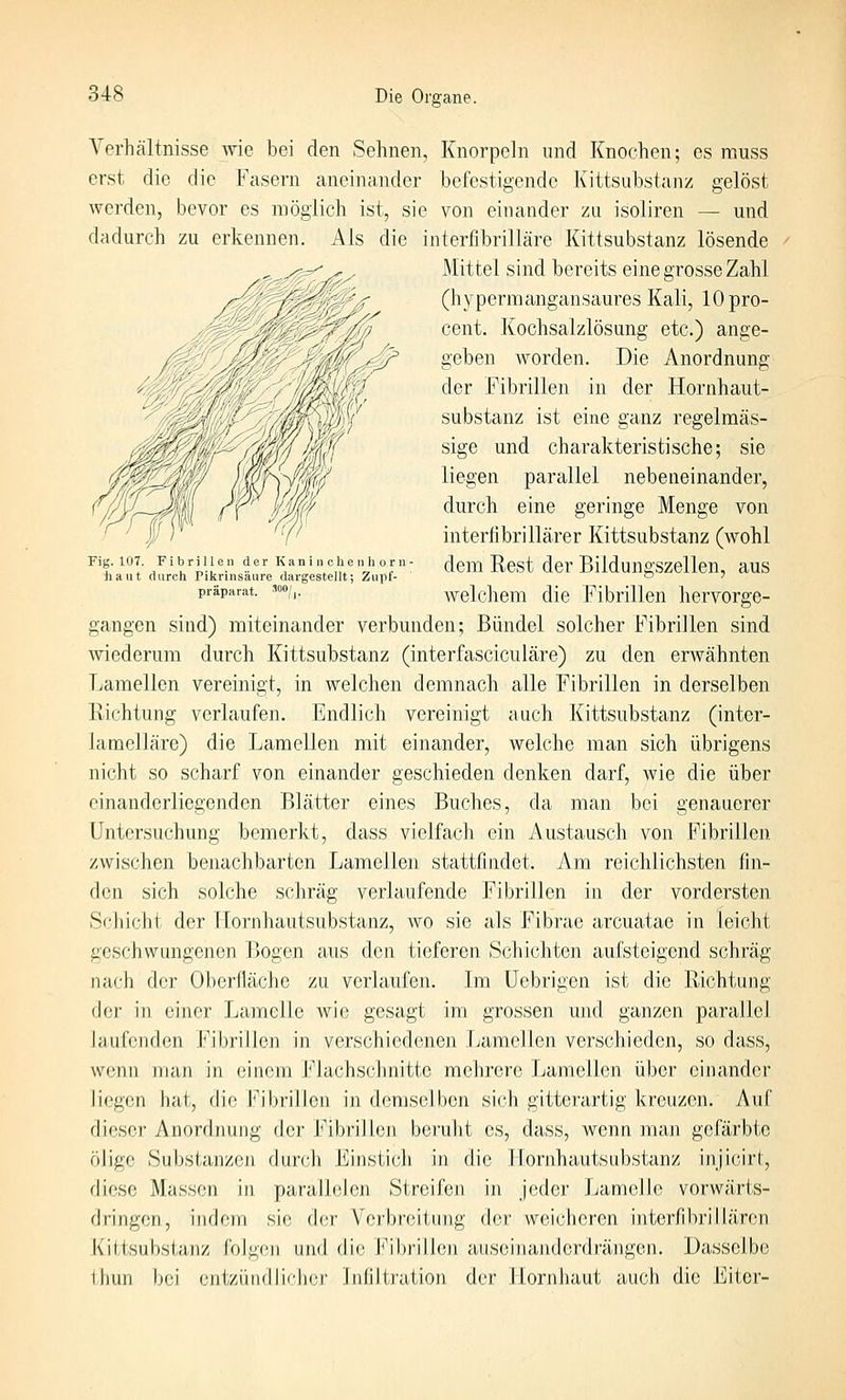 Fig. 107. Fibrillen der K a n i ii c h e n h o r ii iiaiit durch Pikrinsäure dai'gestellt; Zupf- präparat. */|. Verhältnisse wie bei den Sehnen, Knorpeln und Knochen; es muss erst die die Fasern aneinander befestigende Kittsubstanz gelöst werden, bevor es möglich ist, sie von einander zu isoliren — und dadurch zu erkennen. Als die interfibrilläre Kittsubstanz lösende Mittel sind bereits eine grosse Zahl (hypermangansaures Kali, lOpro- cent. Kochsalzlösung etc.) ange- geben worden. Die Anordnung der Fibrillen in der Hornhaut- substanz ist eine ganz regelmäs- sige und charakteristische; sie liegen parallel nebeneinander, durch eine geringe Menge von interfibrillärer Kittsubstanz (wohl dem Rest der Bildungszellen, aus welchem die Fibrillen hervorge- gangen sind) miteinander verbunden; Bündel solcher Fibrillen sind wiederum durch Kittsubstanz (interfasciculäre) zu den erwähnten Lamellen vereinigt, in welchen demnach alle Fibrillen in derselben Richtung verlaufen. Endlich vereinigt auch Kittsubstanz (inter- lamelläre) die Lamellen mit einander, welche man sich übrigens nicht so scharf von einander geschieden denken darf, wie die über einanderliegenden Blätter eines Buches, da man bei genauerer Untersuchung bemerkt, dass vielfach ein Austausch von Fibrillen zwischen benachbarten Lamellen stattfindet. Am reichlichsten fin- den sich solche schräg verlaufende Fibrillen in der vordersten Schicht der Hornhautsubstanz, wo sie als Fibrae arcuatae in leicht geschwungenen Bogen aus den tieferen Schichten aufsteigend schräg nach der Oberfläche zu verlaufen. Im üebrigen ist die Richtung der in einer Lamelle wie gesagt im grossen und ganzen parallel laufenden Fibrillen in verschiedenen Lamellen verschieden, so dass, wenn man in einem Flachsclinitte mehrere Lamellen über einander liegen hat, die Fibrillen in demselben sich gitterartig kreuzen. Auf dieser Anordnung der Fibrillen beruht es, dass, wenn man gefärbte ölige Substanzen dun^h Einstich in die diese Massen in parallelen Streifen in dringen, indem sie der Verbreitung dcf weicheren interfibrillären Kittsubstanz folgen und die J*'ibrillen auseinanderdrängen. Lasselbe thun bei entzündlicher Infiltration der Hornhaut auch die Eitcr- ornhautsubstanz inj Icirt, jeder J^amelle vorwärts-