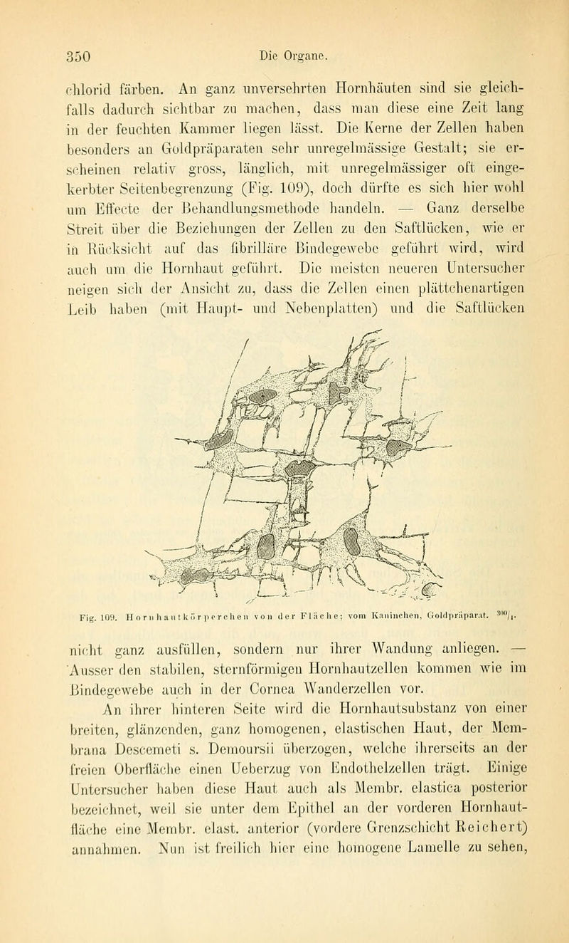 Chlorid färben. An ganz unversehrten Hornhäuten sind sie gleich- falls dadurch sichtbar zu machen, dass man diese eine Zeit lang in der feuchten Kammer liegen lässt. Die Kerne der Zellen haben besonders an Goldpräparaten sehr unregelmässige Gestalt; sie er- s<^heinen relativ gross, länglich, mit unregelmässiger oft einge- kerbter Seitenbegrenzung (Fig. 109), doch dürfte es sich hier wohl um Effecte der Behandlungsmethode handeln. — Ganz derselbe Streit über die Beziehungen der Zellen zu den Saftlücken, wie er in Rücksicht auf das fibrilläre BindegeAvebe geführt wird, wird auch um die Hornhaut gefülirt. Die meisten neueren Untersucher neigen sich der Ansicht zu, dass die Zellen einen plättchenartigen Leib haben (mit Haupt- und Ncbenplatten) und die Saftlücken \- ■}-:i^ Fig. lOi). Plorii liaiit körppi-cheii von der Flüche; vom Kaiihichen, GoldpiiiiiaiMt. '^/i. nicht ganz ausfüllen, sondern nur ihrer Wandung anliegen. — Ausser den stabilen, sternförmigen Hornhautzellen kommen ^vie im Bindegewebe auch in der Cornea Wanderzellen vor. An ihrer hinteren Seite wird die Hornhautsubstanz von einer breiten, glänzenden, ganz homogenen, elastischen Haut, der Mem- brana Desccmeti s. Demoursil überzogen, welche llirerseits an der freien Oberfläche einen Ueberzug von l'^ndothclzellen trägt. Einige LFntersucher haben diese Haut auch als Membr. elastica posterior bezeichnet, weil sie unter dem Epithel an der vorderen Hornhaut- fläche eine Membr. elast. anterior (vordere Grenzs(;hk'ht Reichert) annahmen. Nun ist freilich hier eine liomogeiie Lamelle zu sehen,