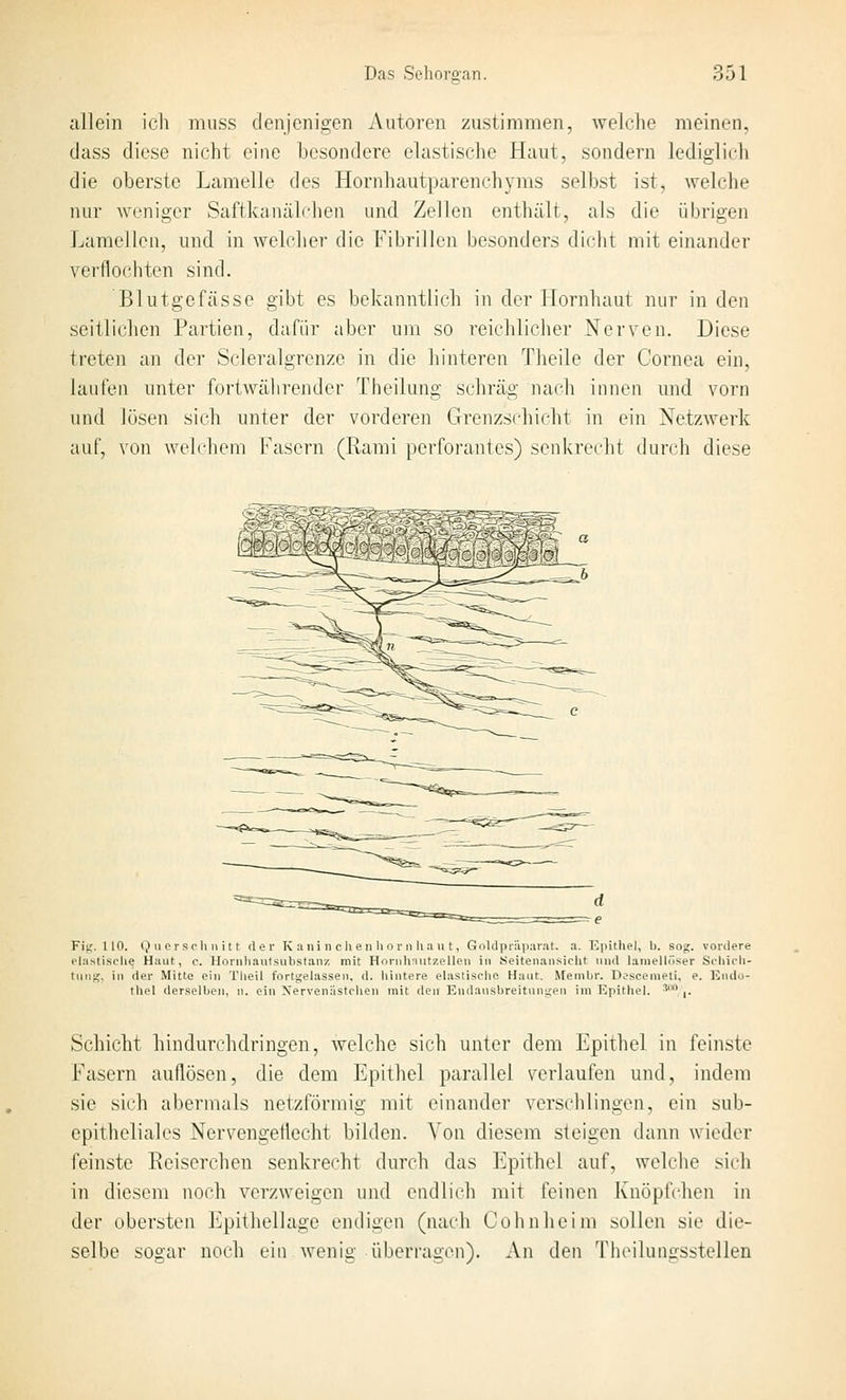 allein ich muss denjenigen Autoreu zustimmen, welche meinen, (Jass diese nicht eine besondere elastische Haut, sondern lediglich die oberste Lamelle des Hornhautparenchyms selbst ist, welche nur weniger Saftkanälchen und Zellen enthält, als die übrigen Lamellen, und in welcher die Fibrillen besonders dicht mit einander verflochten sind. Blutgefässe gibt es bekanntlich in der Hornhaut nur in den seitlichen Partien, dafür aber um so reichlicher Nerven. Diese treten an der Scleralgrenze in die hinteren Theile der Cornea ein, laul'eii unter fortwälirender Thcilung schräg nach innen und vorn und lösen sich unter der vorderen Grenzschicht in ein Netzwerk auf, von welchem Fasern (Rami perforantes) senkrecht durch diese Fig. 110. Q 11 crscli Mit t der K ani n cheii hörn Ua ii t, Goldpiäparat. a. Epithel, b. so», vordere elastische Haut, c. Hornhautsubstaiiz mit Hnrnhnutzelleii in Seitenansicht und laraellüser Schich- tung, in der Mitte ein Theil fortgelassen, d. hintere elastische Haut. Membr. Descemeti, e. Endo- thel derselben, n. ein Xervenlistchen mit den Endausbreitunu'en im Epithel. ' ,. Schicht hindurchdringen, welche sich unter dem Epithel in feinste Fasern auflösen, die dem Epithel parallel verlaufen und, indem sie sich abermals netzförmig mit einander verschlingen, ein sub- epitheliales NervengeÜecht bilden. Von diesem steigen dann wieder feinste Reiserchen senkrecht durch das Epithel auf, welche sich in diesem noch verzweigen und endlich mit feinen Knöpfchen in der obersten Epithellage endigen (nach Co hn he im sollen sie die- selbe sogar noch ein wenig überragen). An den Theilungsstellen
