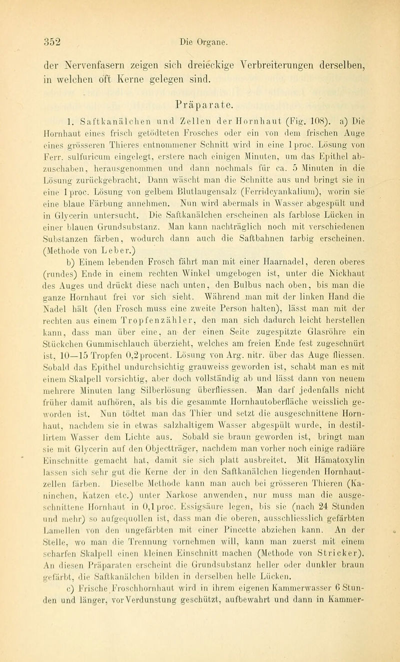 der Nervenfasern zeigen sich dreieckige Verbreiterungen derselben, in welchen oft Kerne gelegen sind. Präparate. 1. Saftkanälchen und Zellen der Hornhaut (Fig-. 108). a) Die Hornhaut eines frisch getödteten Frosches oder ein von dem frischen Auge eines grösseren Thieres entnommener Schnitt wird in eine 1 pi'oc. Lösung von Ferr. sulfuricum eingelegt, erstere nach einigen Minuten, um das Ej^ithel ab- zuschaben, herausgenommen und dann nochmals für ca. 5 Minuten in die Lösung zurückgebracht. Dann wäscht man die Schnitte aus und bringt sie in eine Iproc. Lösung von gelbem Blutlaugensalz (Ferridcyankalium), worin sie eine blaue Färbung annehmen. Nun wird abermals in Wasser abgespült und in Glycerin untersucht. Die Saftkanälchen erscheinen als farblose Lücken in einer blauen Grund Substanz. Man kann nachträglich noch mit verschiedenen Substanzen färben, wodurch dann auch die Saftbahnen farbig erscheinen. (Methode von Leber.) b) Einem lebenden Frosch fährt man mit einer Haarnadel, deren oberes (rundes) Ende in einem rechten Winkel umgebogen ist, unter die Nickhaut des Auges und drückt diese nach unten, den Bulbus nach oben, bis man die ganze Hornhaut frei vor sich sieht. Während man mit der linken Hand die Nadel hält (den Frosch muss eine zweite Person halten), lässt man mit der rechten aus einem Tropfenzähler, den man sich dadurch leicht herstellen kann, dass man über eine, an der einen Seite zugespitzte Glasröhre ein Stückchen Gummischlauch überzieht, welches am freien Ende fest zugeschnürt ist, 10—15 Tropfen 0,2procent. Lösung von Arg. nitr. über das Auge fliessen. Sobald das Epithel undurchsichtig grauweiss geworden ist, schabt man es mit einem Skalpell vorsichtig, aber docli vollständig ab und lässt dann von neuem mehrere Minuten lang Silberlösung überfliessen. Man darf jedenfalls nicht früher damit aufhören, als bis die gesammte Hornhautoberiläche weisslich ge- worden ist. Nun tödtet man das 1'hier und setzt die ausgeschnittene Horn- liaut, nachdem sie in etwas salzhaltigem Wasser abgespült wurde, in destil- lirteiii Wasser dem Lichte aus. Sobald sie braun geworden ist, bringt man sie mit Glycerin auf den Objectträger, nachdem man vorher noch einige radiäre Einschnitte gemacht hat, damit sie sich platt ausbreitet. Mit Hämatoxylin lassen sich sehr gut die Kerne der in den Saftkanälchen liegenden llornhaut- zelleii färben. Dieselbe Metliode kann man auch bei grösseren Thicren (Ka- ninchen, Katzen etc.) unter Narkose anwenden, nur muss man die ausge- scimittene Hornhaut in 0,lproc. Essigsäure legen, bis sie (nach 24 Stunden und mehr) so aufgequollen ist, dass man die oberen, ausschliesslich gefärbten Lamellen von den ungefärbten mit einer Pincette abziehen kann. An der Stelle, wo man die Trennung vornehmen will, kann man zuerst mit einem scharfen Skalpell einen kleinen Einschnitt machen (Methode von Stricker). An diesen J'räpai-aten erscheint die Grund.substanz heller ofh'r dunkler braun gefärbt, dit' Saftkanälchen bilden in derselben helle Lücken. c) Frische Fi'oschhornhaut wii'd in ihrem eigenen Kamnierwasser C Stun- den und länger, vor Verdunstung geschützt, aufbewahrt und dann in Kammer-