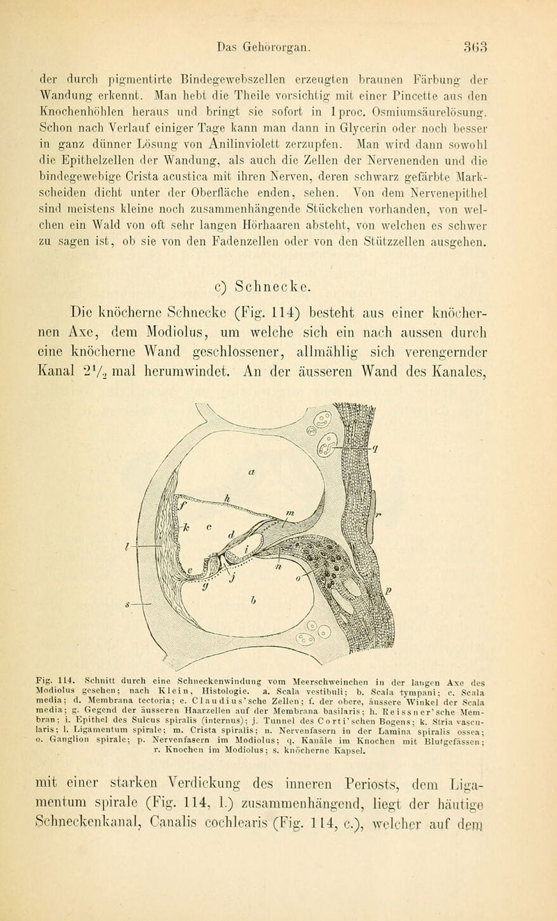 der durch pig-mentirte Bindegewebszellcn erzeugten braunen Färbung der Wandung erkennt. Man hebt die Theile vorsichtig mit einer Pincette aus den Knochenhöhlen heraus und bringt sie sofort in Iproc. Osmiumsäurelösung. Schon nach Verlauf einiger Tage kann man dann in Glycerin oder noch besser in ganz dünner Lösung von Anilinviolett zerzupfen. Man wird dann sowolil die Epithelzellen der Wandung, als auch die Zellen der Nervenenden und die bindegewebige Crista acustica mit ihren Nerven, deren schwarz gefärbte Mark- scheiden dicht unter der Oberfläche enden, sehen. Von dem Nervenepithel sind meistens kleine noch zusammenhängende Stückchen vorhanden, von wel- chen ein Wald von oft sehr langen Hörhaaren absteht, von welchen es scliwer zu sagen ist, ob sie von den Fadenzellen oder von den Stützzellen ausgehen. c) Schnecke. Die knöcherne Schnecke (Fig. 114) besteht aus einer knöcher- nen Axe, dem Modiolus, um welche sich ein Ucach aussen durch eine knöcherne Wand geschlossener, allmählig sich verengernder Kanal 2V2 iiial herurawindet. An der äusseren Wand des Kanales, Fig. 114. Schnitt durch eine Schiieekenwindung vom Aleerschweinchen in der langen Axe des Modiolus gesellen: nach Klein, Histologie. a. Scala vestibuli; b. Scala tympani; c. Scala media; d. Membrana tectoria; e. C 1 a u di u s'sehe Zellen; f. der obere, äussere Winkel der Scala media; g. Gegend der äusseren Haar/.ellen auf der Membrana basiUris; h. Re i ss n er'sehe Mem- bran; i. Epithel des Sulcus spiralis (internus); ,j. Tunnel des Corti'schen Bogeus; k. Stria vascu- laris; 1. Ligamentum spirale; m. Crista spiralis; n. Nervenfasern in der Lamina spiralis ossea; o. Ganglion spirale; p. Nervenfasern im Modiolus; q. Kanäle im Knochen mit Blutgefässen- r. Knochen im Modiolus; s. knöcherne Kajisel. mit einer starken Verdickung des inneren Periosts, dem Liga- mentum spirale (Fig. 114, 1.) zusamraenhcängend, liegt der häutige Schneckenkanal, Canalis cochlearis (Fig. 114, c), welcher auf dem