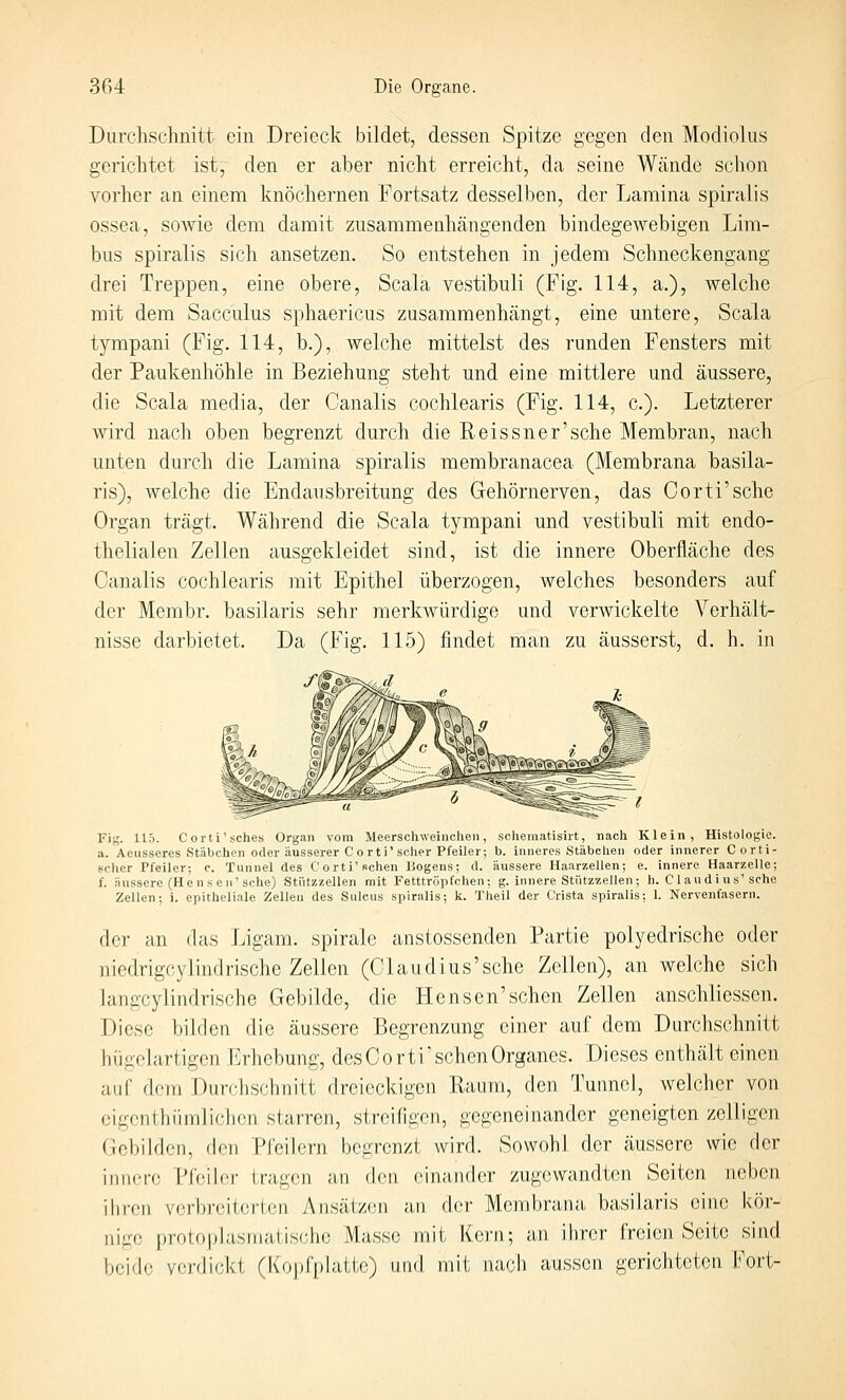 Durchschnitt ein Dreieck bildet, dessen Spitze gegen den Modiolus gerichtet ist, den er aber nicht erreicht, da seine Wände schon vorher an einem knöchernen Fortsatz desselben, der Lamina spiralis ossea, sowie dem damit zusammenhängenden bindegewebigen Lim- bus spiralis sich ansetzen. So entstehen in jedem Schneckengang drei Treppen, eine obere, Scala vestibuli (Fig. 114, a.), welche mit dem Sacculus sphaericus zusammenhängt, eine untere, Scala tympani (Fig. 114, b.), welche mittelst des runden Fensters mit der Paukenhöhle in Beziehung steht und eine mittlere und äussere, die Scala media, der Canalis cochlearis (Fig. 114, c). Letzterer Avird nach oben begrenzt durch die Reissner'sche Membran, nach unten durch die Lamina spiralis membranacea (Membrana basila- ris), welche die Endausbreitung des Gehörnerven, das Corti'sche Organ trägt. Während die Scala tympani und vestibuli mit endo- thelialen Zellen ausgekleidet sind, ist die innere Oberfläche des Canalis cochlearis mit Epithel überzogen, welches besonders auf der Membr. basilaris sehr merkwürdige und verwickelte Verhält- nisse darbietet. Da (Fig. 115) findet man zu äusserst, d. h. in Fig. 115. Corti'sches Organ vom Meerschweinchen, schematisirt, nach Klein, Histologie. a. Aeusseres Stäbchen oder äusserer Corti'scher Pfeiler; b. inneres Stäbchen oder innerer Corti- scher Pfeiler; c. Tunnel des Corti'sehen Bogens; d. äussere Ilaarzellen; e. innere Haarzelle; f. äussere (Hens eil'sehe) Stiitzzellen mit Fetttropfchen ; g. innere Stützzellen ; h. Cl aud i us'sehe Zellen; i. epitheliale Zellen des Sulcus spiralis; k. Theil der Orista spiralis; 1. Nervenfasern. der an das Ligam. spirale anstossenden Partie polyedrische oder niedrigcylindrische Zellen (Claudius'sehe Zellen), an welche sich langcylindrische Gebilde, die Henscn'sehen Zellen anschliessen. Diese bilden die äussere Begrenzung einer auf dem Durchschnitt hügclartigen Erhebung, desCorti'schenOrganes. Dieses enthält einen auf dem Durehsclinitt dreieckigen liaum, den Tunnel, welcher von eigonthiimlichcn starren, streifigen, gegeneinander geneigten zelligen Gebilden, den Pfeilern begrenzt wird. Sowohl der äussere wie der innere Pfeiler tragen an den einander zugewandten Seiten neben ihren verbreiterten Ansä1;zon an der Membrana basilaris eine kör- nige protoplasniatische Masse mit Kern; an ihrer freien Seite sind beide vordickt (Kopfplatte) und mit nach aussen gerichteten Fort-
