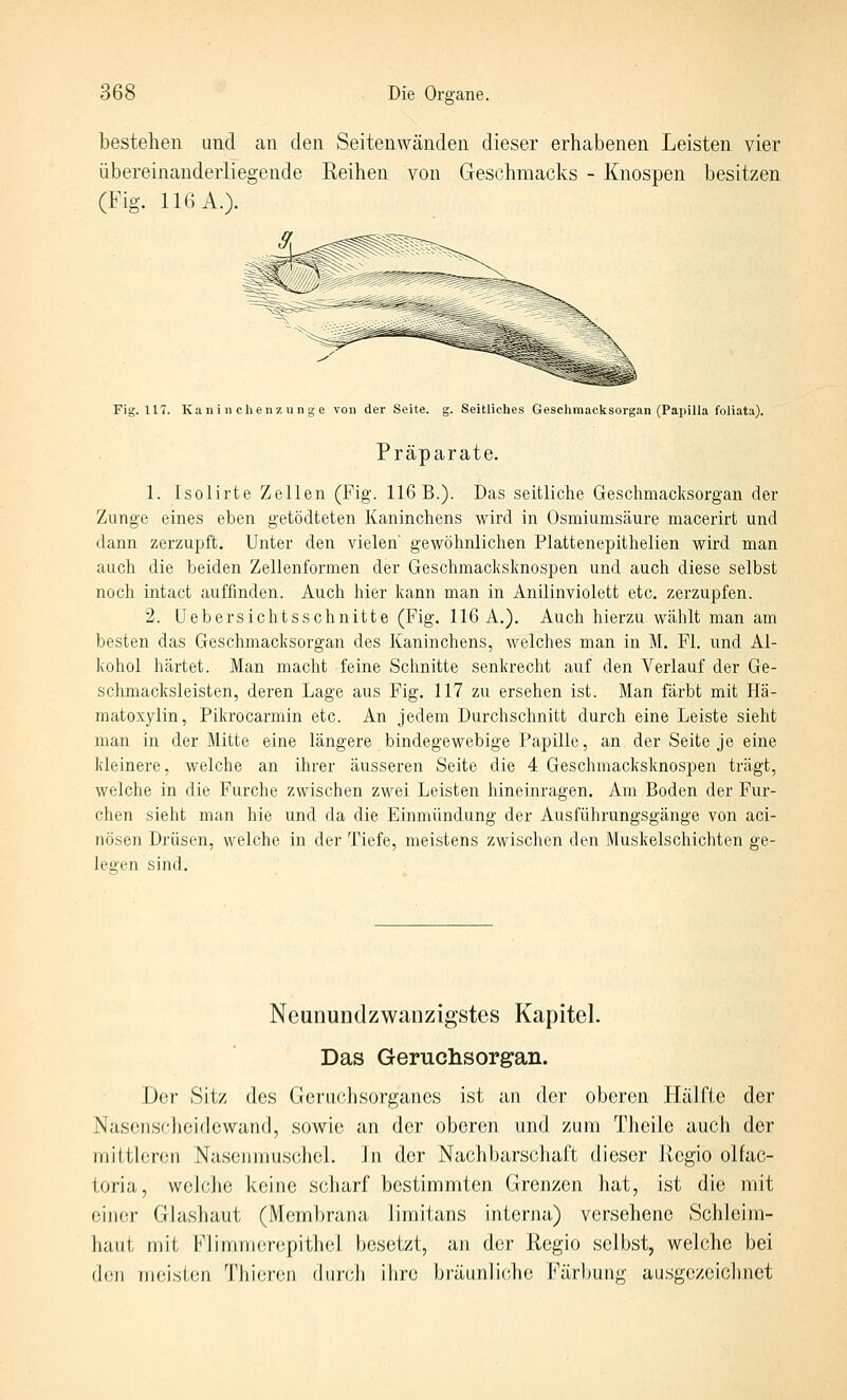 bestehen und an den Seitenwänden dieser erhabenen Leisten vier übereinanderliegende Reihen von Geschmacks - Knospen besitzen (Fig. 116 A.). Fig. 117. Kaiii 11 chenz un ge von der Seite, g. Seitliches Geschmacksorgan (Paiiilla foliata). Präparate. 1. Isolirte Zellen (Fig. 116 B.). Das seitliche Gesclimacksorgan der Zunge eines eben getödteten Kaninchens wird in Osmiumsäure macerirt und dann zerzupft. Unter den vielen' gewöhnlichen Plattenepithelien wird man auch die beiden Zellenformen der Geschmacksknospen und auch diese selbst noch intact auffinden. Auch hier kann man in Anilinviolett etc. zerzupfen. 2. Uebersichtsschnitte (Fig. 116 A.). Auch hierzu wählt man am besten das Geschmacksorgan des Kaninchens, welches man in M. Fl. und Al- kohol härtet. Man macht feine Schnitte senkrecht auf den Verlauf der Ge- schmacksleisten, deren Lage aus Fig. 117 zu ersehen ist. Man färbt mit Hä- matoxylin, Pikrocarmin etc. An jedem Durchschnitt durch eine Leiste sieht man in der Mitte eine längere bindegewebige Papille, an der Seite je eine kleinere, welche an ihrer äusseren Seite die 4 Geschmacksknospen trägt, welche in die Furche zwischen zwei Leisten hineinragen. Am Boden der Fur- chen sieht man hie und da die Einmündung der Ausführungsgänge von aci- nösen Drüsen, welche in der Tiefe, meistens zwischen den Muskelschichten ge- legen sind. Neunundzwanzigstes Kapitel. Das Geruchsorgan. Der Sit/ des Geriichsorganes ist an der oberen Hälfte der Nasenscheidewand, sowie an der oberen und zum Theile auch der mittleren Nasenmuschol. lin der Nachbarschaft dieser Regio olfac- toria, welche keine scharf bestimmten Grenzen hat, ist die mit einer GJashaut (Membrana limitans interna) versehene Schleim- haut mit Flimmorepithel besetzt, an dci- Regio selbst, welche bei den meisten Thieren durch ihre bräunlic^ic Färbung ausgezeichnet