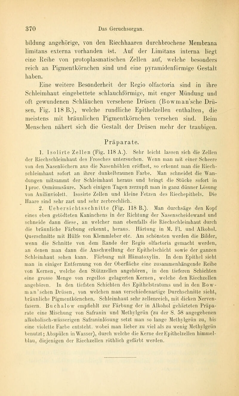 Bildung angehörige, von den Riechhaaren durchbrochene Membrana limitans externa vorhanden ist. Auf der Limitans interna liegt eine Reihe von protoplasmatischen Zellen auf, Avelche besonders reich an Pigmentkörnchen sind und eine pja^amidenförmige Gestalt haben. Eine weitere Besonderheit der Regio olfactoria sind in ihre Schleimhaut eingebettete schlauchförmige, mit enger Mündung und oft gewundenen Schläuchen versehene Drüsen (Bowmansche Drü- sen, Fig. 118 B.), welche rundliche Epithelzellen enthalten, die meistens mit bräunlichen Pigmentkörnchen versehen sind. Beim Menschen nähert sich die Gestalt der Drüsen mehr der traubigen. Präparate. 1. Isolirte Zellen (Fig. 118 A.). Sehr leicht lassen sich die Zellen der Riechschleimhaut des Frosches untersuchen. Wenn man mit einer Scheere von den Nasenlöchern aus die Nasenhöhlen eröffnet, so erkennt man die Riech- schleimhaut sofort an ihrer dunkelbraunen Farbe. Man schneidet die Wan- dungen mitsammt der Schleimhaut heraus und bringt die Stücke sofort in ] proc. Osmiumsäure. Nach einigen Tagen zerzupft man in ganz dünner Lösung von Anilinviolett. Isosirte Zellen und kleine Fetzen des Riechepithels. Die Haare sind sehr zart und sehr zerbrechlich. 2. Uebersichtsschnitte (Fig. 118 B.). Man durchsäge den Kopf eines eben getödteten Kaninchens in der Richtung der Nasenscheidewand und schneide dann diese, an welcher man ebenfalls die Riechschleimhaut durch die bräunliche Färbung erkennt, heraus. Härtung in M, Fl. und Alkohol. Querschnitte mit Hülfe von Klemmleber etc. Am schönsten werden die Bilder, wenn die Schnitte von dem Rande der Regio olfactoria gemacht werden, an denen man dann die Anschwellung der Epithelschicht sowie der ganzen Schleimhaut sehen kann. Färbung mit Hämatoxylin. In dem Epithel sieht man in einiger Entfernung von der Oberfläche eine zusammenhängende Reihe von Kernen, welche den Stützzellen angehören, in den tieferen Schichten eine grosse Menge von regellos gelagerten Kernen, welche den Riechzellen angehören. In den tiefsten Schichten des Epithelstratums und in den Bow- m an'sehen Drüsen, von welchen man verschiedenartige Durchsclinitte sieht, bräunliche Pigmentkörnchen. Schleimhaut sehr zellenreich, mit dicken Nerven- fasern. Buchalow empfiehlt zur Färbung der in Alkohol gehärteten Präpa- rate eine Mischung von Safranin und Methylgrün (zu der S. 58 angegebenen alkoholisch-wässerigen Safraninlösung setzt man so lange Methylgrün zu, bis eine violette Farbe entsteht, wobei man lieber zu viel als zu wenig Methylgriin benutzt; Abspülen inWasser), durch welche die Kerne derEpithelzellen himmel- blau, diejenigen der Riechzelien röthlich gefärbt werden.
