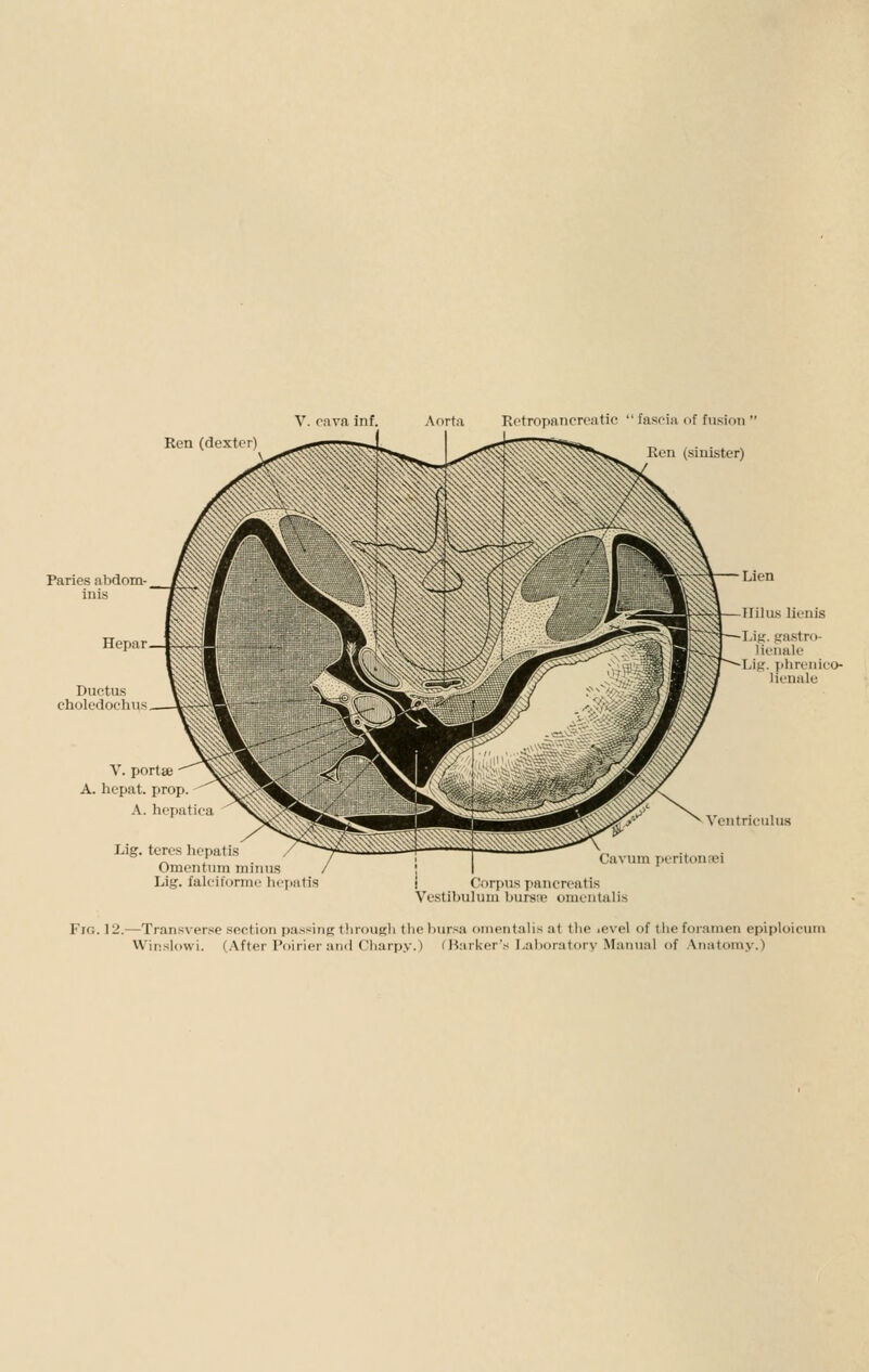 Ren (dexter) V. cava inf. Aorta RotropaTicroatic  faseia (if fusion  Ren (sinister) Paries abdom- inis Hepar Ductus choledoclius Lien nil us lienis IJk- frastro- lienale I^ig. jilireiiico- lienale V. portie A. hepat. prop- A. hepatic a Lig. teres liepatis Omentum minus Lig. faleiforme liepatis Vciitrieulus Ca^um peritoniei Corpus pancreatis Vestibulum bursic omentalis Fig. 12.—Transver.se section passing through the bursa omentalis at the level of the foiamcn epiploicuin VVin.slowi. (After Poirier and Charp.v.) f Marker's Lalioratory Manual of Anatomy.)