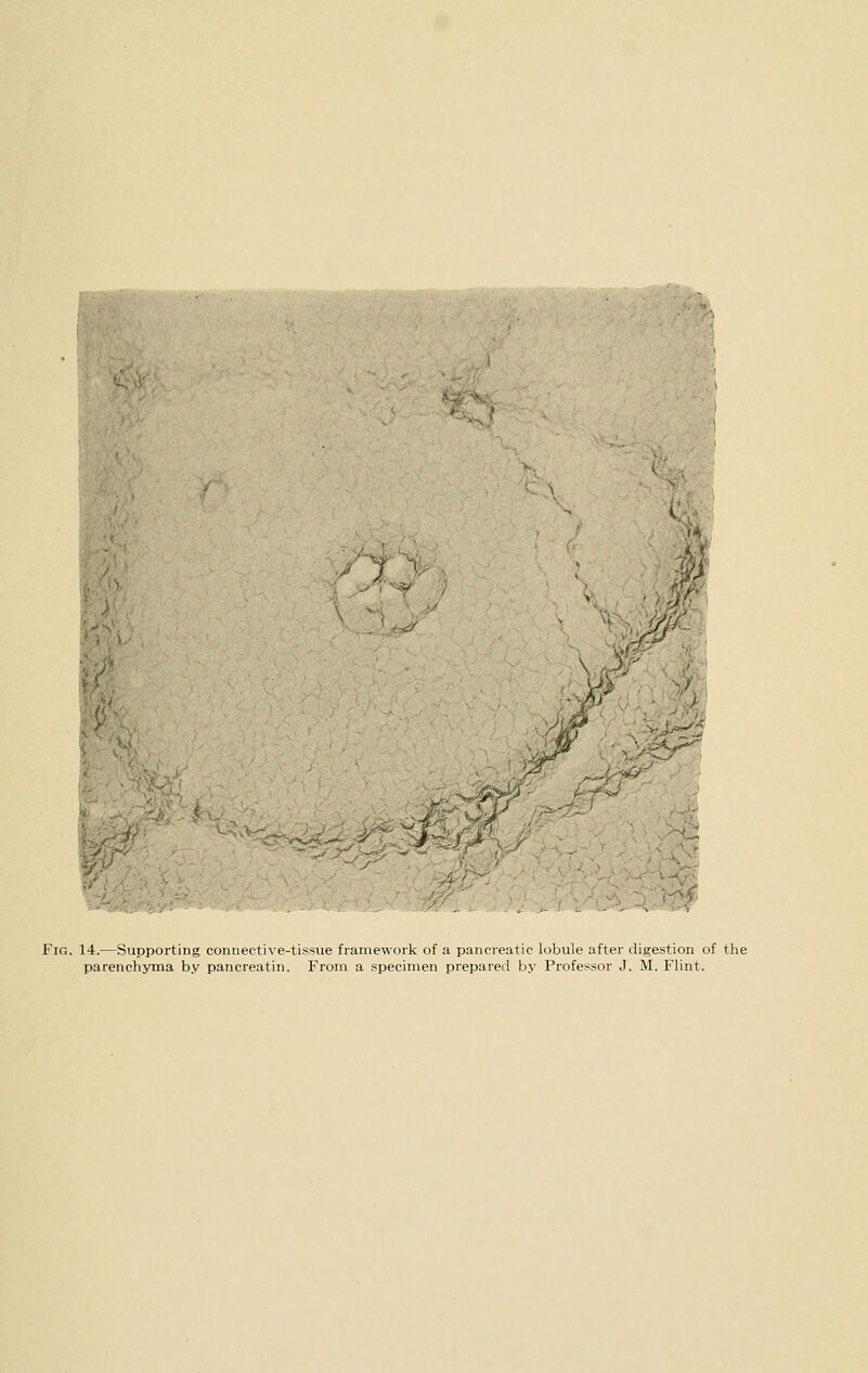 Fig. 14.—Supporting connective-tissue framework of a pancreatic lobule after digestion of the parenchyma by pancreatin. From a specimen prepared by Professor J. M. Flint.