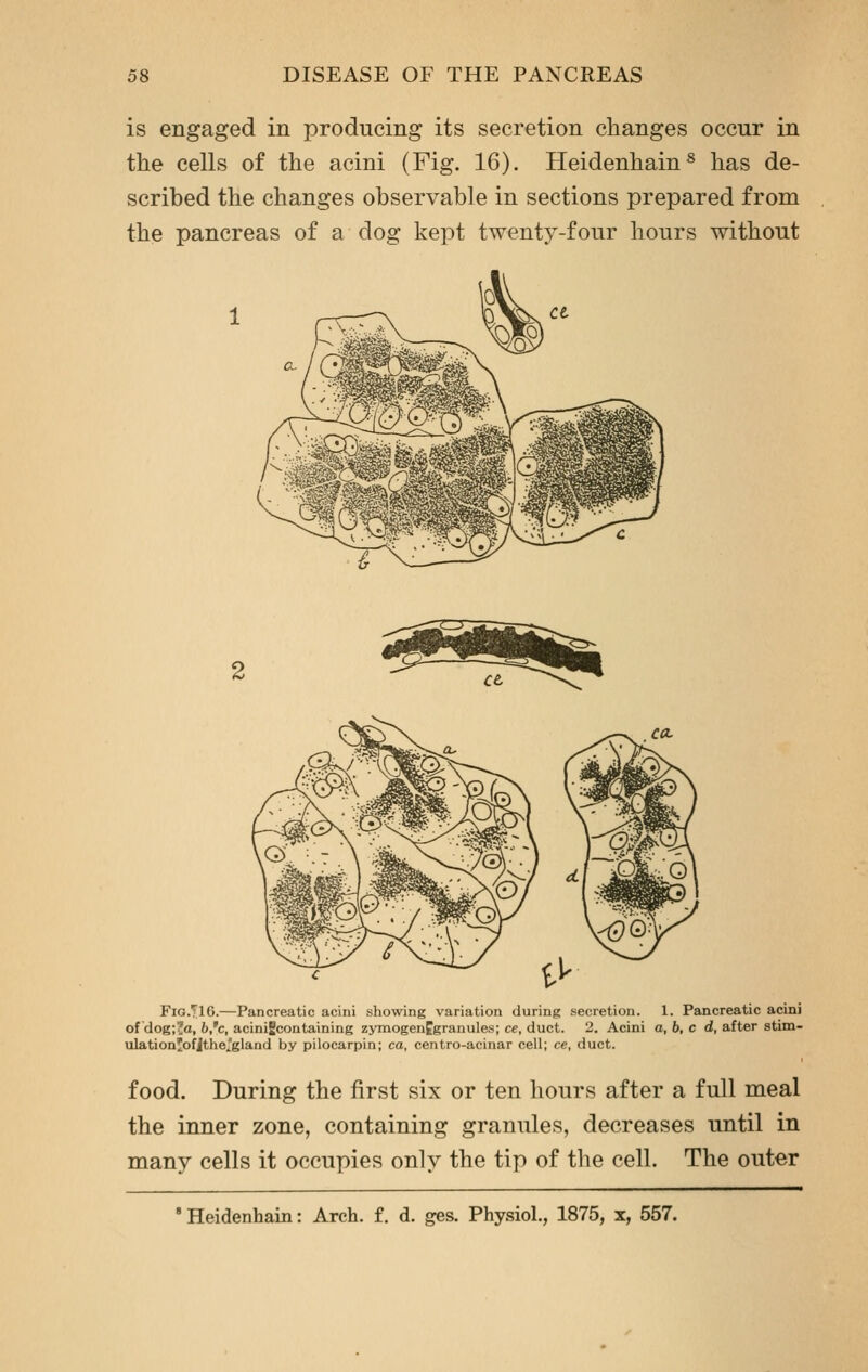 is engaged in producing its secretion changes occur in the cells of the acini (Fig. 16). Heidenhain^ has de- scribed the changes observable in sections prepared from the pancreas of a dog kept twenty-four hours without F1G.TI6.—Pancreatic acini showing variation during secretion. 1. Pancreatic acini of dog;7a, 6,'c, acinifcontaining zjTnogenCgranules; ce, duct. 2. Acini a, b, c d, after stim- ulationjofjthe^'gland by pilocarpin; ca, centro-acinar cell; ce, duct. food. During the first six or ten hours after a full meal the inner zone, containing granules, decreases until in many cells it occupies only the tip of the cell. The outer ' Heidenhain: Arch, f. d. ges. Physiol, 1875, x, 557.