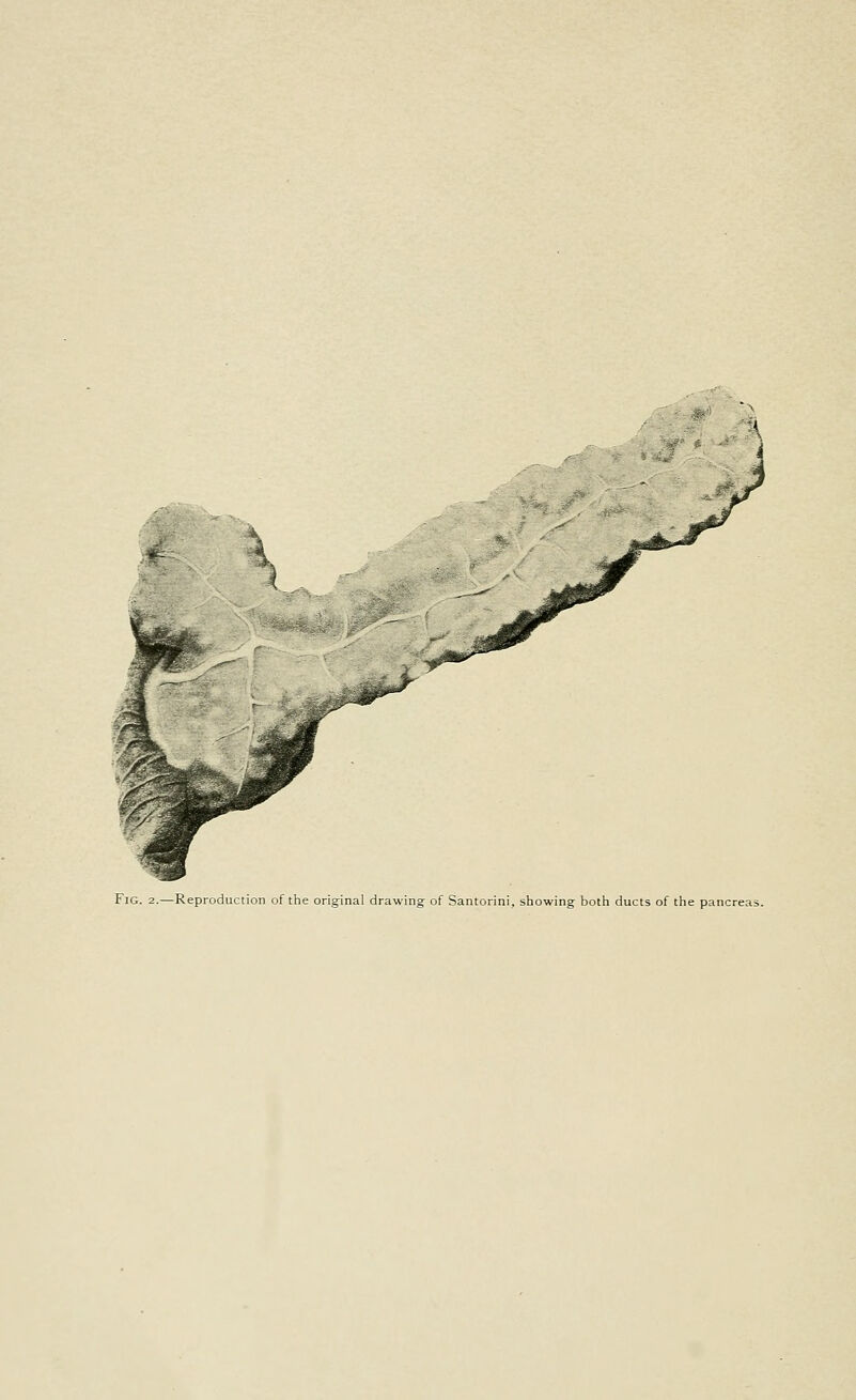 Fig. 2.—Reproduction of the original drawing of Santorini, showing both ducts of the pancreas.