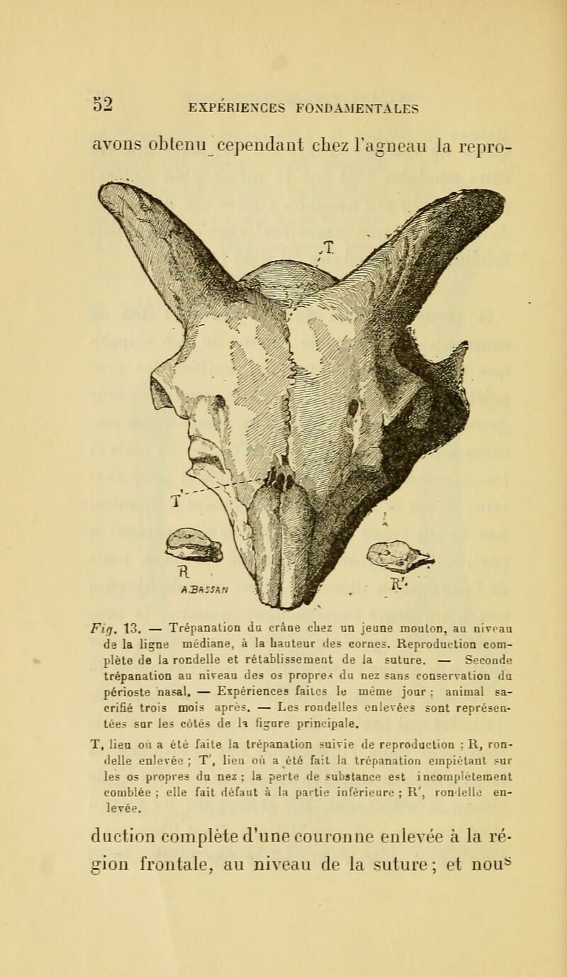 avons obtenu cependant chez l'agneau la repro- AJBrt:snri Fi/]. 13. — Trépanation du cràae chez un jeune mouton, au niveau de la liçne médiane, à la hauteur des cornes. Reproduction com- plète de la rondelle et rétablissement de la suture. — Seconde trépanation au niveau des os propres du nez sans conservation du périoste nasal. — Expériences faites le même jour ; animal sa- crifié trois mois après. — Les rondelles enlevées sont représen- tée? sur les cotés de la figure principale. T, lieu on a été faite la trépanation suivie de reproduction : R, ron- delle enlevée; T', lieu où a été fait la trépanation empiétant sur les os propres du nez; la perte de substance est incomplètement comblée ; elle fait défaut à la partie inférieure ; R', rondelle en- levée. duction complète d'une couronne enlevée à la ré- gion frontale, au niveau de la suture; et oous