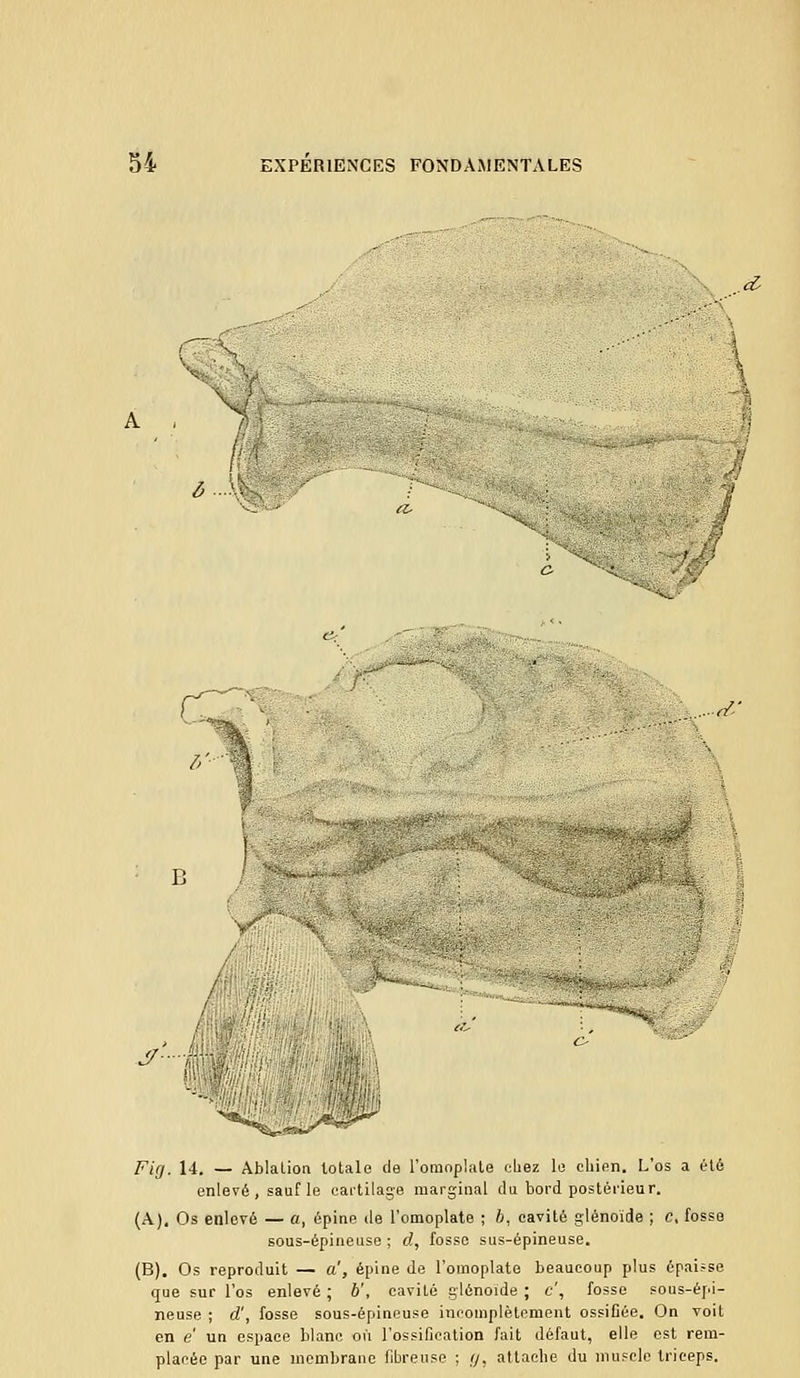 ?>' 1 & ■ r?' Fuj. 14. — Ablation totale de l'omoplate chez le chien. L'os a été enlevé, sauf le cartilage marginal du bord postérieur. (A), Os enlevé — a, épine de l'omoplate ; 6, cavité glénoide ; c, fosse sous-épineuse ; d, fosse sus-épineuse. (B). Os reproduit — a', épine de l'omoplate beaucoup plus épaisse que sur l'os enlevé ; b', cavité glénoide ; c', fosse sous-épi- neuse ; d', fosse sous-épineuse incomplètement ossifiée. On voit en e un espace blanc où l'ossification fait défaut, elle est rem- placée par une membrane fibreuse ; g, attache du muscle triceps.