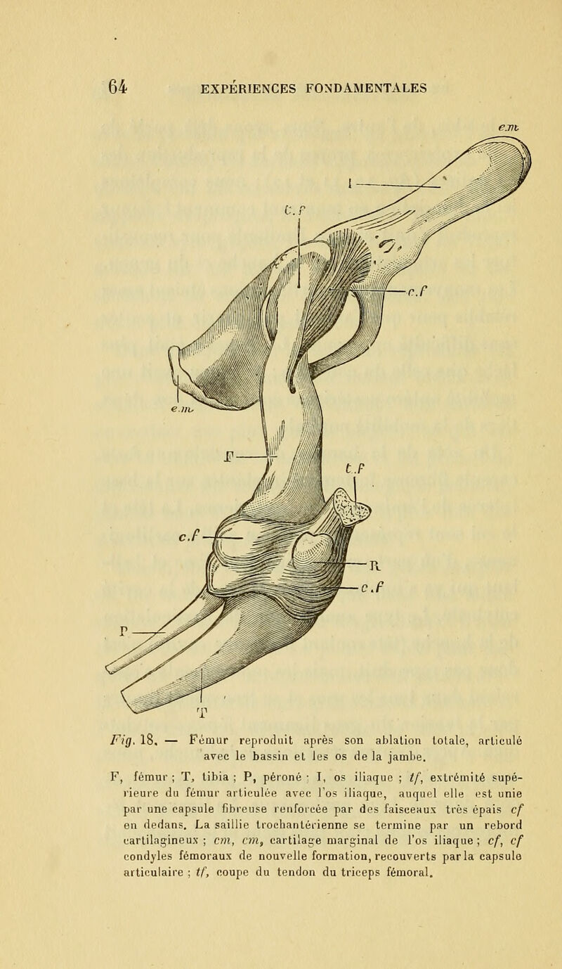 Fig. 18, — Fémur reproduit après son ablation totale, articulé avec le bassin et les os de la jambe. F, fémur ; T, tibia ; P, péroné ; I, os iliaque ; tf, extrémité supé- rieure du fémur articulée avec l'os iliaque, auquel elle est unie par une capsule fibreuse renforcée par des faisceaux très épais cf en dedans. La saillie trochantérienne se termine par un rebord cartilagineux ; cm, cm, cartilage marginal de l'os iliaque ; cf, cf condyles fémoraux de nouvelle formation, recouverts parla capsule articulaire ; tf, coupe du tendon du triceps fémoral.