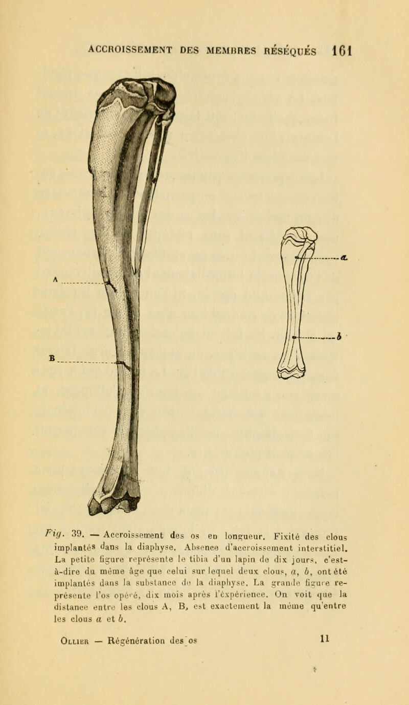 Fig. 39. — Accroissement des os en longueur. Fixité des clous implantés ''ans la (liaphyse. Alisence d'accroissement interstitiel. La pelito ligure représente le tiln.i d'un lapin de dix jours, c'est- à-dire du même âge que celui sur lequel d>'ux clous, a, b, ont été implantés dans la substance du la diaphyse. r.a grande Egare re- présente l'os ope'é, dix ninis après l'expérience. I >n voit que la distanci- >'ntiv les clous A, B, est exactement la même qu'entre les clous a et 6. Olubr — Régénération des os 11