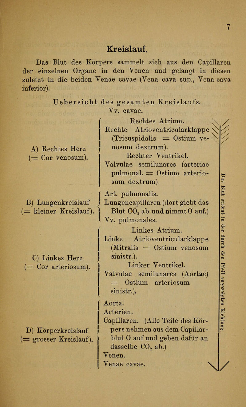 Kreislauf. A) Eechtes Herz (t= Cor venosum). B) Lungenkreislauf (= kleiner Kreislauf). Das Blut des Körpers sammelt sich aus den Capillareu der einzelnen Organe in den Venen und gelangt in diesen zuletzt in die beiden Venae cavae (Yena cava sup., Vena cava inferior). Uebersiclit des gesamten Kreislaufs. Vv. cavae. Rechtes Atrium. X / Bechte Atrioventricularklappe; (Tricuspidalis = Ostium ve- nosum dextrum). Bechter Ventrikel. Valvulae semilunares (arteriae pulmonal. = Ostium arterio- sum dextrum). Art. pulmonalis. Lungencapillaren (dort giebt das Blut CO., ab und nimmt 0 auf.) Vv. pulmonales. Linkes Atrium. Linke Atrioventricularklappe (Mitralis := Ostium venosum sinistr.). Linker Ventrikel. Valvulae semilunares (Aortae) = Ostium arteriosum sinistr.). Aorta. Arterien. Capillaren. (Alle Teile des Kör- pers nehmen aus dem Capillar- blut 0 auf und geben dafür an dasselbe CO.. ab.) Venen. Venae cavae. V / C) Linkes Herz (=: Cor arteriosum). D) Körperkreislauf (= grosser Kreislauf).