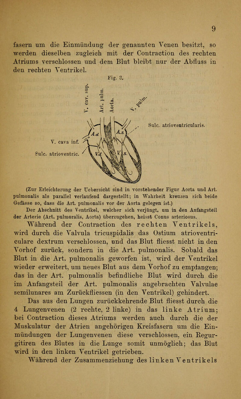 fasern um die Einmündung der genannten Yenen besitzt, so werden dieselben zugleich mit der Contraction des rechten Atriums verschlossen und dem Blut bleibt nur der Abfluss in den rechten Ventrikel. Fig. 3. Sulc. atrioventricularis. Y. Cava inf. Sulc. atrioventric. (Zur Erleichterung der Uebersicht sind in vorstellender Figur Aorta und Art. pulmonalis als parallel verlaufend dargestellt; in Wahrheit kreuzen sich heide Gefässe so, dass die Art. pulmonalis vor der Aorta gelegen ist.) Der Abschnitt des Ventrikel, welcher sich verjüngt, um in den Anfangsteil der Arterie (Art. pulmoralis, Aorta) überzugehen, heisst Conus arteriosus. Während der Contraction des rechten Ventrikels, wird durch die Valvula tricuspidalis das üstium atrioventri- culare dextrum verschlossen, und das Blut fliesst nicht in den Vorhof zurück, sondern in die Art. pulmonalis. Sobald das Blut in die Art. pulmonalis geworfen ist, wird der Ventrikel wieder erweitert, um neues Blut aus dem Vorhof zu empfangen; das in der Art. pulmonalis befindliche Blut wird durch die im Anfangsteil der Art. pulmonalis angebrachten Vahmlae semilunares am Zurückfliessen (in den Ventrikel) gehindert. Das aus den Lungen zurückkehrende Blut fliesst durch die 4 Lungenvenen (2 rechte, 2 linke) in das linke Atrium; bei Contraction dieses Atriums werden auch durch die der Muskulatur der Atrien angehörigen Kreisfasern um die Ein- mündungen der Lungenvenen diese verschlossen, ein Regur- gitiren des Blutes in die Lunge somit unmöglich; das Blut wird in den linken Ventrikel getrieben. Während der Zusammenziehungf des linken Ventrikels