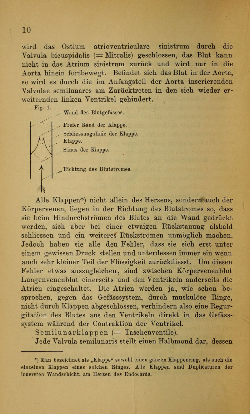 wird das Ostiura atrioventriculare sinistruin durch die Valvula bicuspidalis {= Mitralis) geschlossen, das Blut kann nicht in das Atrium sinistrum zurück und wird nur in die Aorta hinein fortbewegt. Befindet sich das Blut in der Aorta, so wird es durch die im Anfangsteil der Aorta inserierenden Valvulae semilunares am Zurücktreten in den sich wieder er- weiternden linken Ventrikel gehindert. Fig. i. ,- Wand des Blutgefässes. ., Freier Rand der Klappe. . Schliessungslinie der Klappe. ,- Klappe. , Sinus der Klappe. A J V , EicMung des Blutstromes. n Alle Klappen*) nicht allein des Herzens, sondernrauch der Körpervenen, liegen in der Richtung des Blutstromes so, dass sie beim Hindurchströmen des Blutes an die Wand gedrückt werden, sich aber bei einer etwaigen Rückstauung alsbald schliessen und ein weitere^ Rückströmen unmöglich machen. Jedoch haben sie alle den Fehler, dass sie sich erst unter einem gewissen Druck stellen und unterdessen immer ein wenn auch sehr kleiner Teil der Flüssigkeit zurückfliesst. Um diesen Fehler etwas auszugleichen, sind zwischen Körpervenenblut Lungenvenenblut einerseits und den Ventrikeln anderseits die Atrien eingeschaltet. Die Atrien werden ja, wie schon be- sprochen, gegen das Gefässsystem, durch muskulöse Ringe, nicht durch Klappen abgeschlossen, verhindern also eine Regur- gitation des Blutes aus den Ventrikeln direkt in das Gefäss- system während der Contraktion der Ventrikel. Semilunarkla]3pen {= Taschenventile). Jede Valvula semilunaris stellt einen Halbmond dar, dessen *) Man bezeichnet als „Klappe sowohl einen ganzen Klappenring, als auch die einzelnen Klappen eines solchen Ringes. Alle Klappen sind Duplicaturen der innersten Wandschicht, am Herzen de? Endocards.