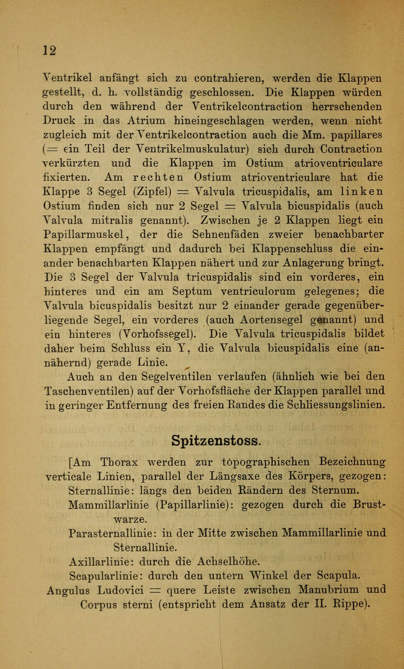 Yentrikel anfängt sich zu contrahieren, werden die Klappen gestellt, d. h. vollständig geschlossen. Die Klappen würden durch den während der Ventrikelcontraction herrschenden Druck in das Atrium hineingeschlagen werden, wenn nicht zugleich mit der Yentrikelcontraction auch die Mm. papilläres [= ein Teil der Ventrikelmuskulatur) sich durch Contraction verkürzten und die Klappen im Ostium atrioventriculare fixierten. Am rechten Ostium atrioventriculare hat die Klappe 3 Segel (Zipfel) = Yalvula tricuspidalis, am linken Ostium finden sich nur 2 Segel = Valvula bicuspidalis (auch Yalvula mitralis genannt). Zwischen je 2 Klappen liegt ein Papillarmuskel, der die Sehnenfäden zweier benachbarter Klappen empfängt und dadurch bei Klappenschluss die ein- ander benachbarten Klappen nähert und zur Anlagerung bringt. Die 3 Segel der Yalvula tricuspidalis sind ein vorderes, ein hinteres und ein am Septum ventriculorum gelegenes; die Yalvula bicuspidalis besitzt nur 2 einander gerade gegenüber- liegende Segel, ein vorderes (auch Aortensegel genannt) und ein hinteres (Vorhofssegel). Die Yalvula tricuspidalis bildet daher beim Schluss ein Y, die Yalvula bicuspidalis eine (an- nähernd) gerade Linie. Auch an den Segelventilen verlaufen (ähnlich wie bei den Taschenventilen) auf der Yorhofsfläche der Klappen parallel und in geringer Entfernung des freien Eandes die Schliessungslinien. Spitzenstoss. [Am Thorax werden zur topographischen Bezeichnung verticale Linien, parallel der Längsaxe des Körpers, gezogen: Sternallinie: längs den beiden Rändern des Sternum. Mammillarlinie (Papillarlinie): gezogen durch die Brust- warze. Parasternallinie: in der Mitte zwischen Mammillarlinie und Sternallinie. Axillarlinie: durch die Achselhöhe. Scapularlinie: durch den untern Winkel der Scapula. Angulus Ludovici = quere Leiste zwischen Manubrium und Corpus sterni (entspricht dem Ansatz der IL Rippe).