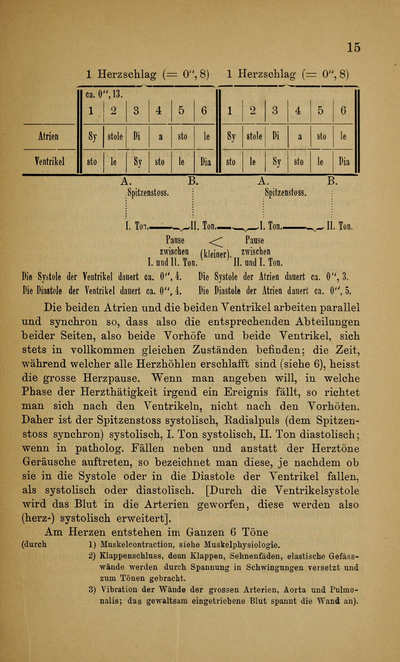 1 Herzschlag (= = 0 ,8) 1 Herz. 5chla g (= = 0' ,8) ca.ö'M3. 112 3 4 5 6 1 2 3 4 5 6 Atrien St stole Di a sto le Sy stole Di a sto le Ventrikel sto le Sy sto le Dia sto le Sy sto le Dia A. B Spitzenstoss A. B Spitzenstoss. I. Tü^. .II. Ton. Panse <;;^ (kleiner) II. Ton. .I.Ton ^ Pause zwischen (kleiner) zwischen I. und II. Ton. ^ ^'II. und I. Ton. Die Systole der Ventrikel dauert ea. 0, 4. Die Systole der Atrien dauert ca. 0, 3. Die Diastole der Ventrikel dauert ea. 0, L Die Diastole der Atrien dauert ca. 0, 5. Die beiden Atrien und die beiden Ventrikel arbeiten parallel und synchron so, dass also die entsprechenden Abteilungen beider Seiten, also beide Vorhöfe und beide Ventrikel, sich stets in vollkommen gleichen Zuständen befinden; die Zeit, während welcher alle Herzhöhlen erschlafft sind (siehe 6), heisst die grosse Herzpause. Wenn man angeben will, in welche Phase der Herzthätigkeit irgend ein Ereignis fällt, so richtet man sich nach den Ventrikeln, nicht nach den Vorholen. Daher ist der Spitzenstoss systolisch. Radialpuls (dem Spitzen- stoss synchron) systolisch, I. Ton systolisch, H. Ton diastolisch; wenn in patholog. Fällen neben und anstatt der Herztöne Geräusche auftreten, so bezeichnet man diese, je nachdem ob sie in die Systole oder in die Diastole der Ventrikel fallen, als systolisch oder diastolisch. [Durch die Ventrikelsystole wird das Blut in die Arterien geworfen, diese werden also (herz-) systolisch erweitert]. Am Herzen entstehen im Ganzen 6 Töne (durch 1) Muskelcontraction, siehe Muskelphysiologie. 2) Klappenschluss, denn Klappen, Sehneufaden, elastische Gefäss- wände werden durch Spannung in Schwingungen versetzt und zum Tönen gebracht. 3) Vibration der Wände der grossen Arterien, Aorta und Pulmo- nalis; das gewaltsam eingetriebene Blut spannt die Wand an).