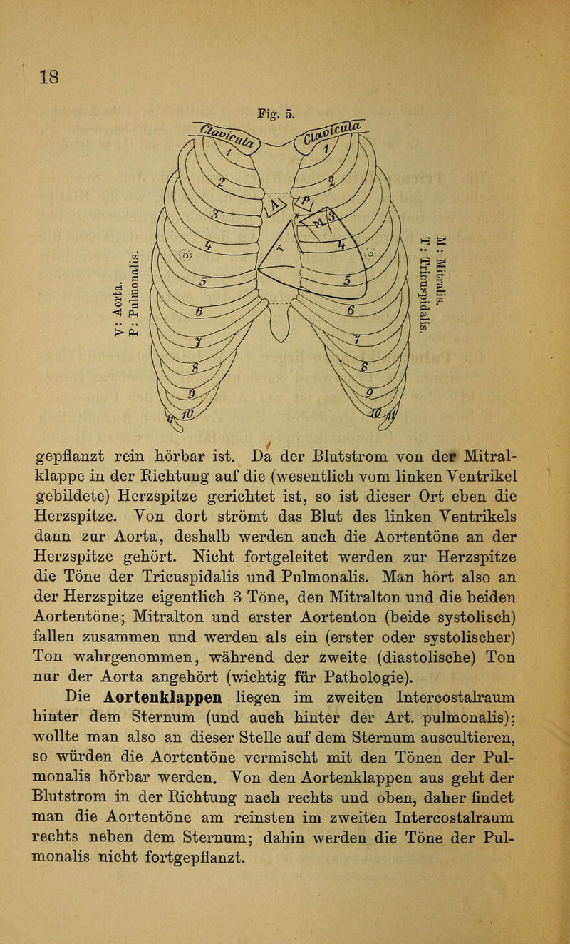 Fig. 5. gepflanzt rein hörbar ist. Da der Blutstrom von der Mitral- klappe in der EicMung auf die (wesentlicli vom linken Ventrikel gebildete) Herzspitze gericbtet ist, so ist dieser Ort eben die Herzspitze. Yon dort strömt das Blut des linken Ventrikels dann zur Aorta, deshalb werden auch die Aortentöne an der Herzspitze gehört. Nicht fortgeleitet werden zur Herzspitze die Töne der Tricuspidalis und Pulmonalis. Man hört also an der Herzspitze eigentlich 3 Töne, den Mitralton und die beiden Aortentöne; Mitralton und erster Aortenton (beide systolisch) fallen zusammen und werden als ein (erster oder systolischer) Ton wahrgenommen, während der zweite (diastolische) Ton nur der Aorta angehört (wichtig für Pathologie). Die Aortenklappen liegen im zweiten Intercostalraum hinter dem Sternum (und auch hinter der Art. pulmonalis); wollte man also an dieser Stelle auf dem Sternum auscultieren, so würden die Aortentöne vermischt mit den Tönen der Pul- monalis hörbar werden. Von den Aortenklappen aus geht der Blutstrom in der Richtung nach rechts und oben, daher findet man die Aortentöne am reinsten im zweiten Intercostalraum rechts neben dem Sternum; dahin werden die Töne der Pul- monalis nicht fortgepflanzt.