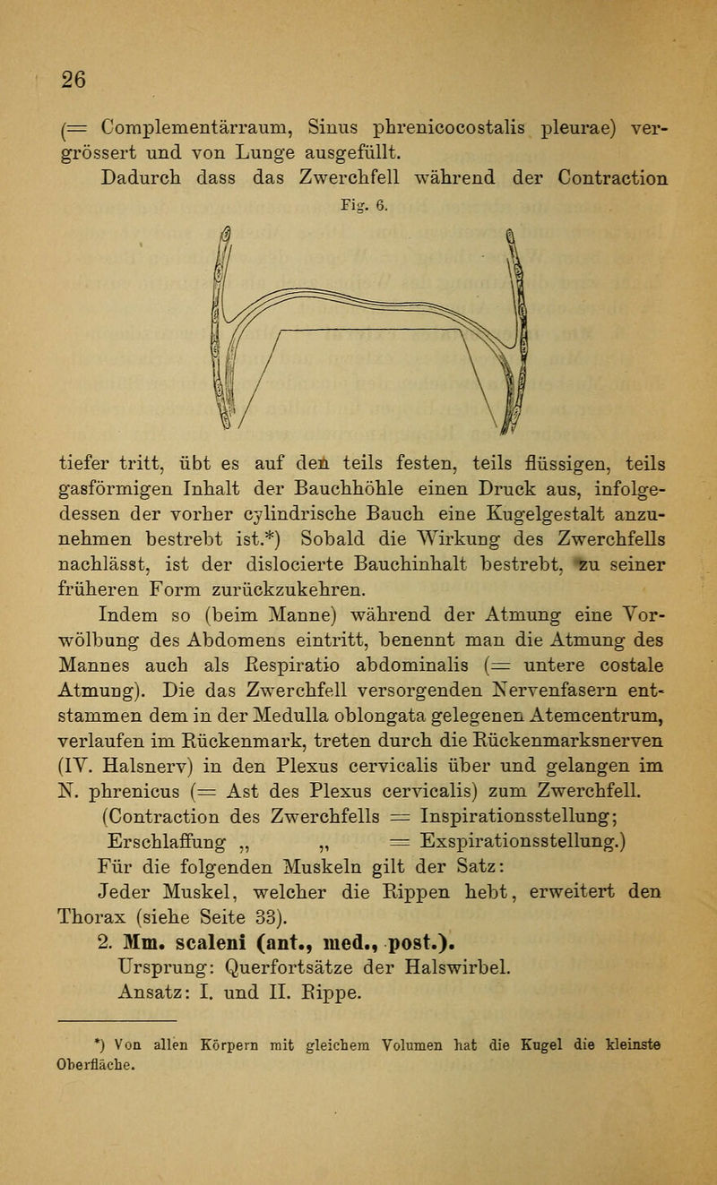 (= Complementärraum, Sinus phrenicocostalis pleurae) ver- grössert und von Lunge ausgefüllt. Dadurch dass das Zwerclifell während der Contraction Fig. 6, tiefer tritt, übt es auf den teils festen, teils flüssigen, teils gasförmigen Inhalt der Bauchhöhle einen Druck aus, infolge- dessen der vorher cylindrische Bauch eine Kugelgestalt anzu- nehmen bestrebt ist.*) Sobald die Wirkung des Zwerchfells nachlässt, ist der dislocierte Bauchinhalt bestrebt, tu seiner früheren Form zurückzukehren. Indem so (beim Manne) während der Atmung eine Yor- wölbung des Abdomens eintritt, benennt man die Atmung des Mannes auch als Respiratio abdominalis {=: untere costale Atmung). Die das Zwerchfell versorgenden Kervenfasern ent- stammen dem in der Medulla oblongata gelegenen Atemcentrum, verlaufen im Piückenmark, treten durch die Eückenmarksnerven (lY. Halsnerv) in den Plexus cervicalis über und gelangen im N. phrenicus (= Ast des Plexus cervicalis) zum Zwerchfell. (Contraction des Zwerchfells = Inspirationsstellung; Erschlaffung „ „ = Exspirationsstellung.) Für die folgenden Muskeln gilt der Satz: Jeder Muskel, welcher die Rippen hebt, erweitert Thorax (siehe Seite 33). 2. Mm. scaleni (ant., med., post.). Ursprung: Querfortsätze der Halswirbel. Ansatz: I. und IL Rippe. den *) Von allen Körpern mit gleichera Volumen hat die Kugel die kleinste Oberfläche.