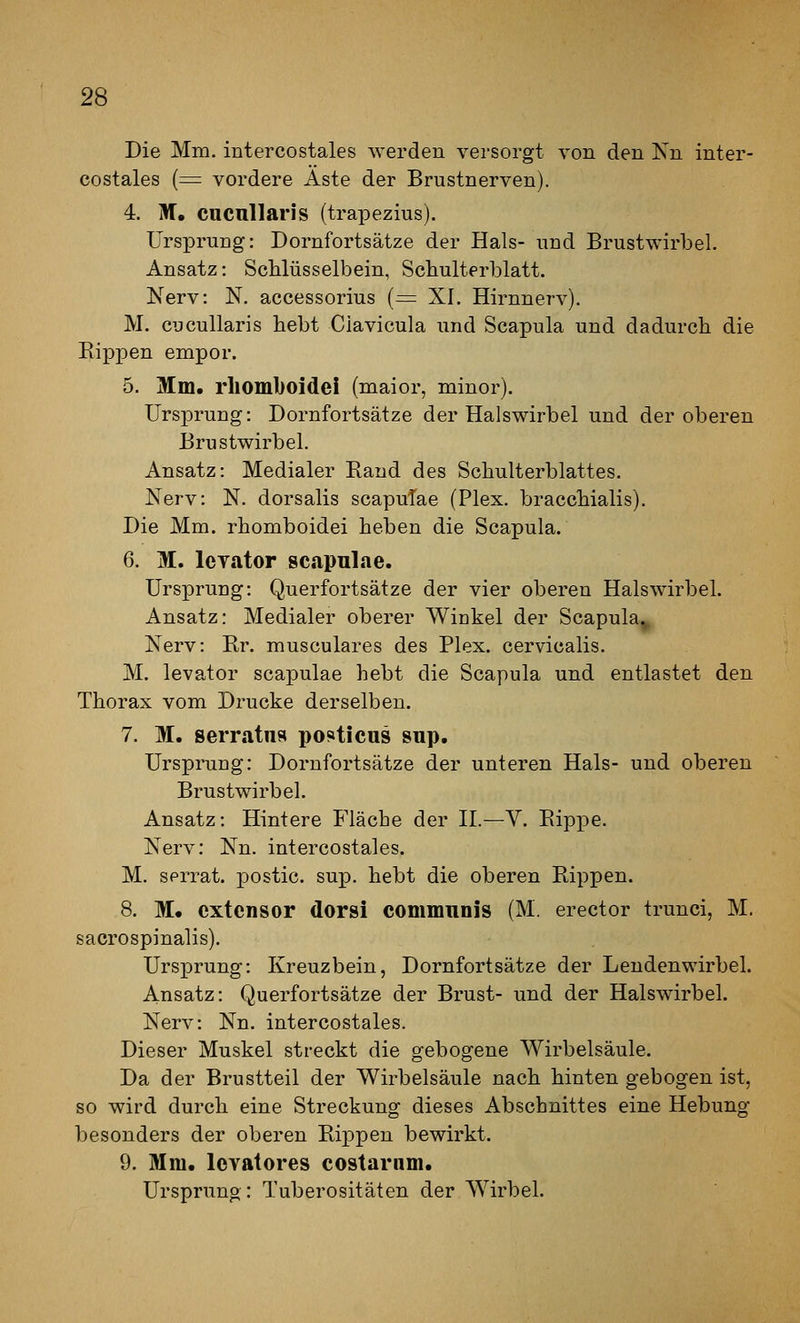 Die Mm. intercostales werden versorgt von den Kn inter- costales (= vordere Äste der Brustnerven). 4. M. cucuUaris (trapezius). Ursprung: Dornfortsätze der Hals- und Brustwirbel, Ansatz: Schlüsselbein, Scbulterblatt. Nerv: N. accessorius (^= XI. Hirnnerv). M. cucuUaris bebt Ciavicula und Scapula und dadurch die Rippen empor. 5. Mm. rlioml)oidei (maior, minor). Ursprung: Dornfortsätze der Halswirbel und der oberen Brustwirbel. Ansatz: Medialer Band des Schulterblattes. Nerv: N. dorsalis scapuTae (Plex. bracchialis). Die Mm. rhomboidei heben die Scapula. 6. M. IcTator scapnlne. Ursprung: Querfortsätze der vier oberen Halswirbel. Ansatz: Medialer oberer Winkel der Scapula^ Nerv: Br. musculares des Plex. cervicalis. M. levator scapulae hebt die Scapula und entlastet den Thorax vom Drucke derselben. 7. M. serratns po«»ticu9 sup. Ursprung: Dornfortsätze der unteren Hals- und oberen Brustwirbel. Ansatz: Hintere Fläche der 11.—V. Bippe. Nerv: Nn. intercostales. M. serrat. postic. sup. hebt die oberen Bippen. 8. M. cxtcnsor dorsi communis (M. erector trunci, M. sacrospjnalis). Ursprung: Kreuzbein, Dornfortsätze der Lendenwirbel. Ansatz: Querfortsätze der Brust- und der Halswirbel. Nerv: Nn. intercostales. Dieser Muskel streckt die gebogene Wirbelsäule. Da der Brustteil der Wirbelsäule nach hinten gebogen ist, so wird durch eine Streckung dieses Abschnittes eine Hebung besonders der oberen Bippen bewirkt. 9. Mm. Icvatores costarnm. Ursprung: Tuberositäten der Wirbel.