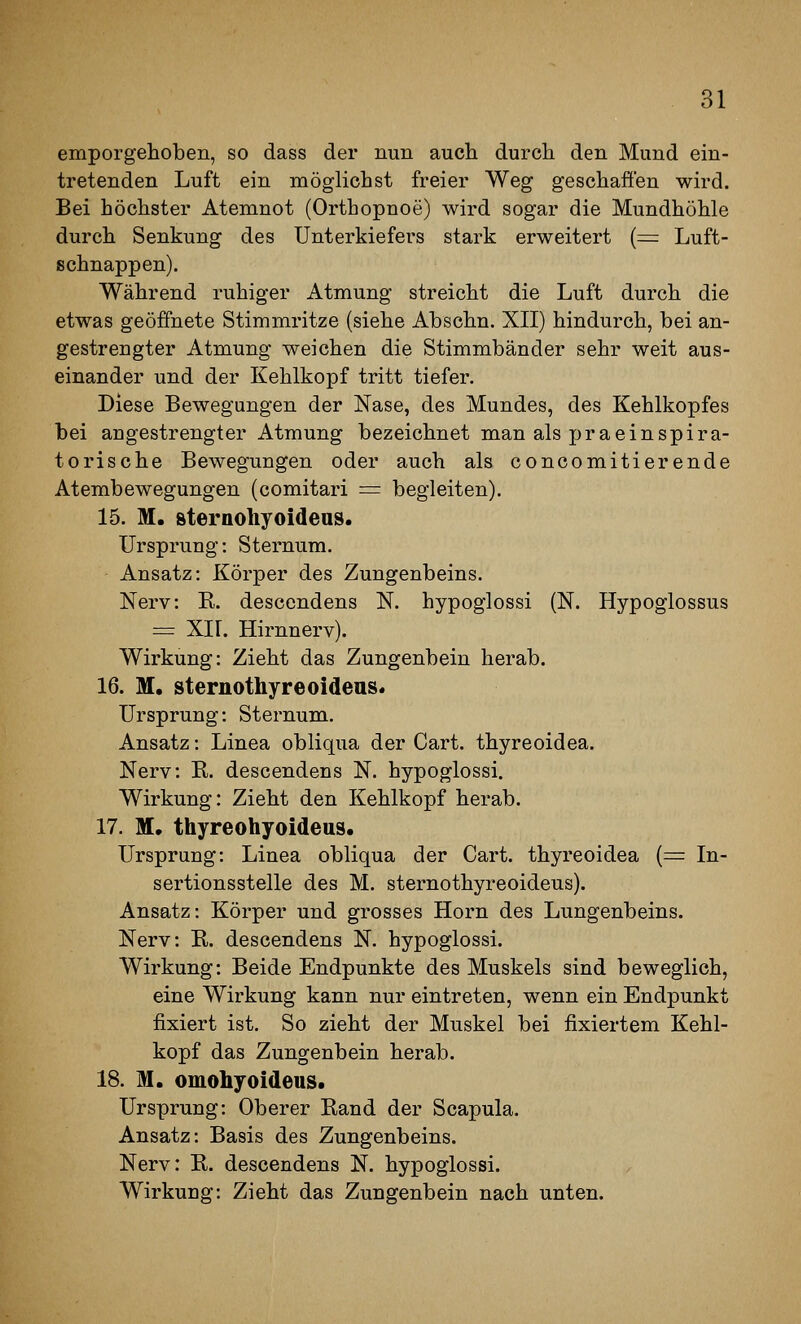 emporgehoben, so dass der nun auch durch den Mund ein- tretenden Luft ein möglichst freier Weg geschaffen wird. Bei höchster Atemnot (Orthopnoe) wird sogar die Mundhöhle durch Senkung des Unterkiefers stark erweitert (= Luft- schnappen). Während ruhiger Atmung streicht die Luft durch die etwas geöffnete Stimmritze (siehe Abschn. XII) hindurch, bei an- gestrengter Atmung weichen die Stimmbänder sehr weit aus- einander und der Kehlkopf tritt tiefer. Diese Bewegungen der Nase, des Mundes, des Kehlkopfes bei angestrengter Atmung bezeichnet man als praeinspira- torische Bewegungen oder auch als concomitierende Atembewegungen (comitari = begleiten). 15. M. sternoliyoidens. Ursprung: Sternum. Ansatz: Körper des Zungenbeins. Nerv: K. descendens N. hypoglossi (N. Hypoglossus = XII. Hirnnerv). Wirkung: Zieht das Zungenbein herab. 16. M. sternothyreoidens« Ursprung: Sternum. Ansatz: Linea obliqua der Cart. thyreoidea. Nerv: R. descendens N. hypoglossi. Wirkung: Zieht den Kehlkopf herab. 17. M. thyreohyoideus. Ursprung: Linea obliqua der Cart. thyreoidea (= In- sertionsstelle des M. sternothyreoideus). Ansatz: Körper und grosses Hörn des Lungenbeins. Nerv: R. descendens N. hypoglossi. Wirkung: Beide Endpunkte des Muskels sind beweglich, eine Wirkung kann nur eintreten, wenn ein Endpunkt fixiert ist. So zieht der Muskel bei fixiertem Kehl- kopf das Zungenbein herab. 18. M. omoliyoideus. Ursprung: Oberer Rand der Scapula. Ansatz: Basis des Zungenbeins. Nerv: R. descendens N. hypoglossi. Wirkung: Zieht das Zungenbein nach unten.