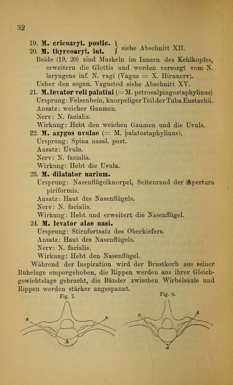 19. M. cricoaryt. postic. \ . , ., , . ,^^^ 20. M. thyreoaryt. int. / ''^^^ Abschnitt XII. Beide (19, 20) sind Muskeln im Innern des Kehlkoi^fes, erweitern die Glottis und werden versorgt vom N. laryngens inf. N. vagi (Vagus =^ X. Hirnnerv). Ueber den sogen. Vagustod siebe Abschnitt XV. 21. M.lerator yeli palatini (—M. petrosalpingostaphylinus) Ursprung: Felsenbein, knorpeliger Teil der Tuba Eustachii. Ansatz: weicher Gaumen. Xerv: X. facialis. Wirkung: Hebt den weichen Gaumen und die Uvula. 22. M. azygos uyiilae {= M. palatostaphylinus). Ursprung: Spina nasal, post. Ansatz: Uvula. Nerv: N. facialis. Wirkung: Hebt die Uvula. 23. M. dilatalor narium. Ursprung: Xasenflügelknorpel, Seitenrand der Apertura piriformis. Ansatz: Haut des Xasenflügels. Xerv: X. facialis. Wirkung: Hebt und erweitert die Xasenflügel. 24. M. leyator alae nasi. Ursprung: Stirnfortsatz des Oberkiefers. Ansatz: Haut des Xasenflügels. Xerv: X. facialis. Wirkung: Hebt den Nasenflügel. Während der Inspiration wird der Brustkorb aus seiner Ruhelage emporgehoben, die Rippen werden aus ihrer Gleich- gewichtslage gebracht, die Bänder zwischen Wirbelsäule und Rippen werden stärker angespannt. Fig. 7.