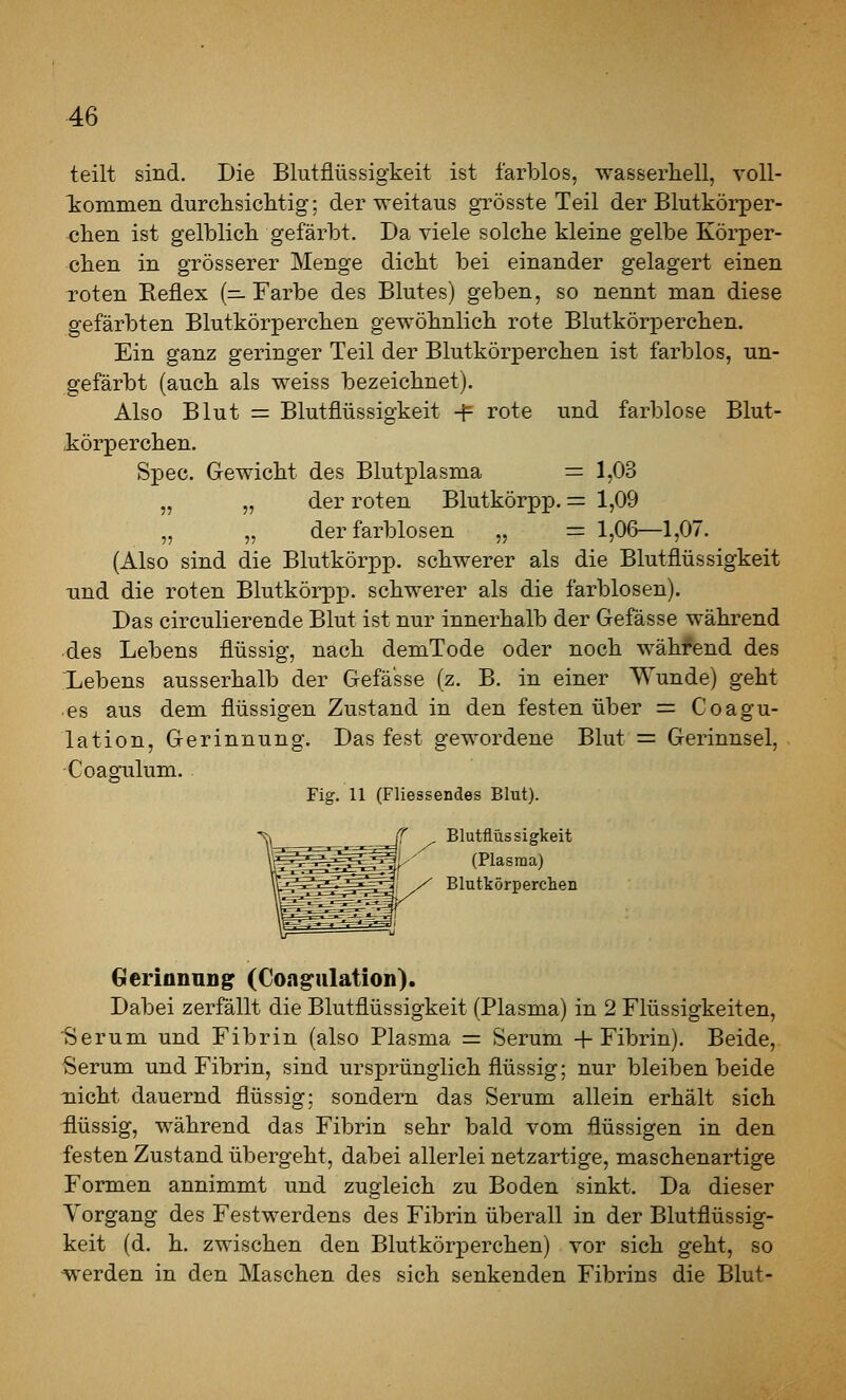 teilt sind. Die Blutflüssigkeit ist farblos, wasserhell, voll- l^ommen durchsicMig; der weitaus grösste Teil der Blutkörper- chen ist gelblich, gefärbt. Da viele solche kleine gelbe Körper- chen in grösserer Menge dicht bei einander gelagert einen roten Reflex (—Farbe des Blutes) geben, so nennt man diese gefärbten Blutkörperchen gewöhnlich rote Blutkörperchen. Ein ganz geringer Teil der Blutkörperchen ist farblos, un- gefärbt (auch als weiss bezeichnet). Also Blut = Blutflüssigkeit -^ rote und farblose Blut- körperchen. Spec. Gewicht des Blutplasma = 1,03 „ „ der roten Blutkörpp. = 1,09 „ ,, der farblosen „ = 1,06—1,07. (Also sind die Blutkörpp. schwerer als die Blutflüssigkeit xind die roten BlutkörpjD. schwerer als die farblosen). Das circulierende Blut ist nur innerhalb der Gefässe während des Lebens flüssig, nach demTode oder noch wähfend des Lebens ausserhalb der Gefässe (z. B. in einer Wunde) geht es aus dem flüssigen Zustand in den festen über = Coagu- lation, Gerinnung. Das fest gewordene Blut = Gerinnsel, Coagulum. Fig. 11 (Fliessendes Blut). •^ ^ _ ff Blutflüssigkeit V^^^^^^^^l^- (Plasma) VEi^^^^^ / Blutkörperchen Geriannng (Congiilation). Dabei zerfällt die Blutflüssigkeit (Plasma) in 2 Flüssigkeiten, Serum und Fibrin (also Plasma = Serum + Fibrin). Beide, Serum und Fibrin, sind ursprünglich flüssig; nur bleiben beide Tiicht dauernd flüssig; sondern das Serum allein erhält sich flüssig, während das Fibrin sehr bald vom flüssigen in den festen Zustand übergeht, dabei allerlei netzartige, maschenartige Formen annimmt und zugleich zu Boden sinkt. Da dieser Vorgang des Festwerdens des Fibrin überall in der Blutflüssig- keit (d. h. zwischen den Blutkörperchen) vor sich geht, so werden in den Maschen des sich senkenden Fibrins die Blut-