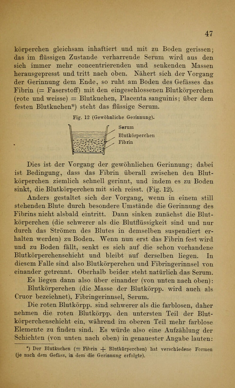 körperchen gieiclisam inhaftiert und mit zu Boden gerissen; das im flüssigen Zustande verharrende Serum wird aus den sich immer mehr concentrierenden und senkenden Massen herausgepresst und tritt nach oben. Kähert sich der Vorgang der Gerinnung dem Ende, so ruht am Boden des Gefässes das Fibrin (=: Faserstoff) mit den eingeschlossenen Blutkörperchen (rote und weisse) = Blutkuchen, Placenta sanguinis; über dem festen Blutkuchen*) steht das flüssige Serum. Fig. 12 (Gewöhnliche Gerinnung). Blutkörperchen Fibrin Dies ist der Vorgang der gewöhnlichen Gerinnung: dabei ist Bedingung, dass das Fibrin überall zwischen den Blut- körperchen ziemlich schnell gerinnt, und indem es zu Boden sinkt, die Blutkörperchen mit sich reisst, (Fig. 12). Anders gestaltet sich der Vorgang, wenn in einem still stehenden Blute durch besondere Umstände die Gerinnung des Fibrins nicht alsbald eintritt. Dann sinken zunächst die Blut- körperchen (die schwerer als die Blutflüssigkeit sind und nur durch das Strömen des Blutes in demselben suspendiert er- halten werden) zu Boden. Wenn nun erst das Fibrin fest wird und zu Boden fällt, senkt es sich auf die schon vorhandene Blutkörperchenschicht und bleibt auf derselben liegen. In diesem Falle sind also Blutkörperchen und Fibringerinnsel von einander getrennt. Oberhalb beider steht natürlich das Serum. Es liegen dann also über einander (von unten nach oben): Blutkörperchen (die Masse der Blutkörpp. wird auch als Cruor bezeichnet), Fibringerinnsel, Serum. Die roten Blutkörpp. sind schwerer als die farblosen, daher nehmen die roten Blutkörpp. den untersten Teil der Blut- körperchenschicht ein, während im oberen Teil mehr farblose Elemente zu finden sind. Es würde also eine Aufzählung der Schichten (von unten nach oben) in genauester Angabe lauten: *) Der Blutknchen (— Fibrin -f- Blutkörperchen) hat verschiedene Formen (je nach dem Geföss, in dem die Gerinnung erfolgte).