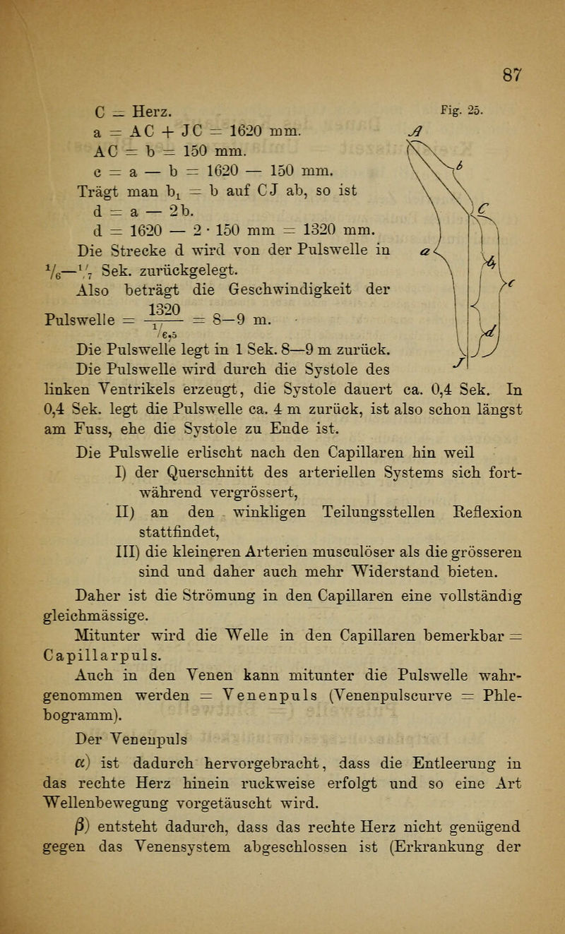 Ve C - Herz. a = AC + JC = 1620 mm. AC = b ^ 150 mm. c = a — b = 1620 — 150 mm. Trägt man b^ = b auf CJ ab, so ist d = a — 2b. d - 1620 — 2-150 mm = 1320 mm. Die Strecke d wird von der Puls welle in \'7 Sek. zurückgelegt. Also beträgt die Geschwindigkeit der 1320 Fig. 25. Pulswelle = 8-9 m. ' 6^5 Die Pulswelle legt in 1 Sek. 8—9 m zurück. Die Pulswelle wird durch die Systole des linken Ventrikels erzeugt, die Systole dauert ca. 0,4 Sek. In 0,4 Sek. legt die Pulswelle ca. 4 m zurück, ist also schon längst am Fuss, ehe die Systole zu Ende ist. Die Pulswelle erlischt nach den Capillaren hin weil I) der Querschnitt des arteriellen Systems sich fort- während vergi'össert, II) an den winkligen Teilungs stellen Reflexion stattfindet, III) die kleineren Arterien musculöser als die grösseren sind und daher auch mehr Widerstand bieten. Daher ist die Strömung in den Capillaren eine vollständig gleichmässige. Mitunter wird die Welle in den Capillaren bemerkbar = Capillarpuls. Auch in den Yenen kann mitunter die Pulswelle wahr- genommen werden = Venenpuls (Venenpulscurve = Phle- bogramm). Der Veneupuls cc) ist dadurch hervorgebracht, dass die Entleerung in das rechte Herz hinein ruckweise erfolgt und so eine Art Wellenbewegung vorgetäuscht wird. ß) entsteht dadui^ch, dass das rechte Herz nicht genügend gegen das Venensystem abgeschlossen ist (Erkrankung der
