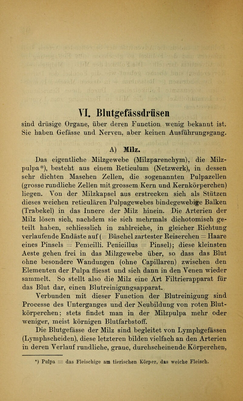 VL Blutgefässdrfisen sind drüsige Organe, über deren Function wenig bekannt ist. Sie haben Gefässe und Nerven, aber keinen Ausführungsgang. A) Milz. Das eigentliche Milzgewebe (Milzparenchym), die Milz- pulpa*), besteht aus einem Reticulum (Netzwerk), in dessen sehr dichten Maschen Zellen, die sogenannten Pulpazellen (grosse rundliche Zellen mit grossem Kern und Kernkörperchen) liegen. Yon der Milzkapsel aus erstrecken sich als Stützen dieses weichen reticulären Pulpagewebes bindegewebige Balken (Trabekel) in das Innere der Milz hinein. Die Arterien der Milz lösen sich, nachdem sie sich mehrmals dichotomisch ge- teilt haben, schliesslich in zahlreiche, in gleicher Richtung verlaufende Endäste auf {= Büschel zartester Reiserchen = Haare eines Pinsels = Penicilli. Penicillus = Pinsel); diese kleinsten Aeste gehen frei in das Milzgewebe über, so dass das Blut ohne besondere Wandungen (ohne Capillaren) zwischen den Elementen der Pulpa fliesst und sich dann in den Yenen wieder sammelt. So stellt also die Milz eine Art Filtrierapparat für das Blut dar, einen Blutreinigungsapparat. Verbunden mit dieser Function der Blutreinigung sind Processe des Unterganges und der Neubildung von roten Blut- körperchen; stets findet man in der Milzpulpa mehr oder weniger, meist körnigen Blutfarbstoff. Die Blutgefässe der Milz sind begleitet von Lymphgefässen (Lymphscheiden), diese letzteren bilden vielfach an den Arterien in deren Verlauf rundliche, graue, durchscheinende Körperchen, *) Palpa rr das Fleischige am tierischen Körper, das weiche Fleisch.