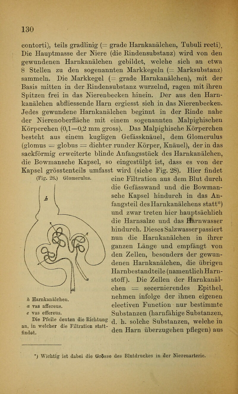 Glomerulus. contorti), teils gradlinig {= grade Harnkanälclien, Tubuli recti). Die Hauptmasse der Niere (die Rindensubstauz) wird von den gewundenen Harnkanälclien gebildet, welcbe sich an etwa 8 Stellen zu den sogenannten Markkegeln (= Marksubstanz) sammeln. Die Markkegel (= grade Harnkanälclien), mit der Basis mitten in der Rindensubstanz wurzelnd, ragen mit ihren Spitzen frei in das Nierenbecken hinein. Der aus den Harn- kanälchen abfliessende Harn ergiesst sich in das Nierenbecken. Jedes gewundene Harnkanälchen beginnt in der Rinde nahe der Nierenoberfläche mit einem sogenannten Malpighischen Körperchen (0,1—0,2 mm gross). Das Malpighische Körperchen besteht aus einem kugligen Gefässknäuel, dem Glomerulus (giomus ^ globus = dichter runder Körper, Knäuel), der in das sackförmig erweiterte blinde Anfangsstück des Harnkanälchen, die Bowmansche Kapsel, so eingestülpt ist, dass es von der Kapsel grösstenteils umfasst wird (siebe Fig. 28). Hier findet eine Filtration aus dem Blut durch die Gefässwand und die Bowman- sche Kapsel hindurch in das An- fangsteil desHarnkanälchens statt*) und zwar treten hier hauptsächlich die Harnsalze und das Härnwasser hindurch. Dieses Salzwasser passiert nun die Harnkanälchen in ihrer ganzen Länge und empfängt von den Zellen, besonders der gewun- denen Harnkanälchen, die übrigen Harnbestandteile (namentlichHarn- stoff). Die Zellen der Harnkanäl- chen = secernierendes Epithel, nehmen infolge der ihnen eigenen electiven Function nur bestimmte Substanzen (harnfähige Substanzen, d. h. solche Substanzen, welche in den Harn überzugehen pflegen) aus h Hamkanälchen. a vas äffe reu s. e vas etfereus. Die Pfeile deuten die RicMung an, in welcher die Filtration statt- findet. ') Wichtig ist dabei die ürösse des Blutdruckes in der Nierenarterie.