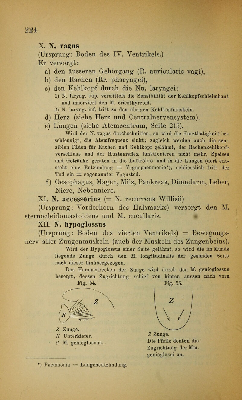 X. N, Tagu8 (Ursprung: Boden des IV. Yentrikels.) Er versorgt: a) den äusseren Gehörgang (R. auricularis vagi), b) den Rachen (Rr. pharyngei), c) den Kehlkopf durch die Nn. laryngei: 1) N. laryng. sup. venoittelt die Sensibilität der KeMkopfschleimhaut und innerviert den M. cricothyreoid. 2) N. laryng. inf. tritt zu den übrigen Kehlkopfinuskeln. d) Herz (siehe Herz und Centralnervensystem). e) Lungen (siehe Atemcentrum, Seite 215). Wird der N. vagus durchschnitten, so wird die Herztliätigkeit be- schleunigt, die Atemfrequenz sinkt; zugleich werden aucb die sen- siblen Fäden für Rachen und Ivehlkopf gelähmt, der ßachenkehlkopf- vertchluss und der Hustecreflex funktionieren nicht mehr, Speisen und Getränke geraten in die Luftröhre und in die Lungen (dort ent- steht eine Entzündung zr Vaguspneumonie*}, schliesslich tritt der Tod ein z= eogenannter Vagustod. f) Oesophagus, Magen, Milz, Pankreas, Dünndarm, Leber, Niere, Nebenniere. XI. N. acces^Orins {= N. recurrens Willisii) (Ursprung: Vorderhorn des Halsmarks) versorgt den M. sternocleidomastoideus und M. cucuUaris. XII. N. hypoglossus (Ursprung: Boden des vierten Yentrikels) = Bewegungs- nerv aller Zungenmuskeln (auch der Muskeln des Zungenbeins). Wird der Hypoglossus einer Seite gelähmt, so wird die im Munde liegende Zunge durch den M. longitudinalis der gesunden Seite nach dieser hinübergezogen. Das Herausstrecken der Zunge wird durch den M. genioglossus besorgt, dessen Zugrichtung schief von hinten aussen nach vorn Fig. 5-i. Fig. 55. Z Zunge. K Unterkiefer. ^ Zunge. G M. genioglossus. Die Pfeile deuten die Zugrichtung der Mm. genioglossi an. *) Pneumonia -= Lungenentzündung.