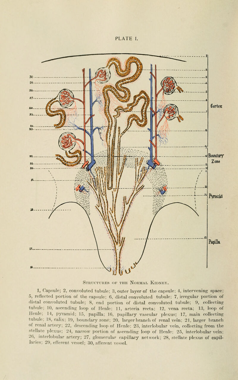 PLATE 1. (Jortflx Bcundary Zone PyraTiiid Papilla Structures of the Normal Kidney. 1, Capsule; 2, convoluted tubule; 3, outer layer of the capsule; 4, intervening space; 5, reflected portion of the capsule; 6, distal convoluted tubule; 7, irregular portion of distal convoluted tubule; 8, end portion of distal convoluted tubule; 9, collecting tubule; 10, ascending loop of Menle; 11, arteria recta; 12, vena recta; 13, loop of Henle; 14, pyramid; 15, papilla; 16, papillary vascular plexus; 17, main collecting tubule; 18, calix; 19, boundary zone; 20, larger branch of renal vein; 21, larger branch of renal artery; 22, descending loop of Hcnlo; 23, interlobular vein, collocting from the stellate plexus; 24, narrow portion of ascending loop of TTenle; 25, interlobular vein; 26, interloVnilar artery; 27, glomerular capillary network; 28, stellate plexus of capil- laries; 29, efferent vessel; 30, afferent vessel.