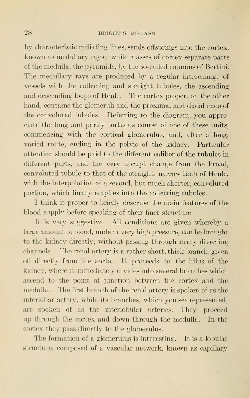 by characteristic radiating lines, sends offsprings into the cortex, known as medullary rays; while masses of cortex separate parts of the medulla, the pyramids, by the so-called columns of Bertini. The medullary rays are produced by a regular interchange of vessels with the collecting and straight tubules, the ascending and descending loops of Henle. The cortex proper, on the other hand, contains the glomeruli and the proximal and distal ends of the convoluted tubules. Referring to the diagram, you appre- ciate the long and partly tortuous course of one of these units, commencing with the cortical glomerulus, and, after a long, varied route, ending in the pelvis of the kidney. Particular attention should be paid to the different caliber of the tubules in different parts, and the very abrupt change from the broad, convoluted tubule to that of the straight, narrow limb of Henle, with the interpolation of a second, but much shorter, convoluted portion, which finally empties into the collecting tubules. I think it proper to briefly describe the main features of the blood-supply before speaking of their finer structure. It is very suggestive. All conditions are given whereby a large amount of blood, under a very high pressure, can be brought to the kidney directly, without passing through many diverting channels. The renal artery is a rather short, thick branch, given off directly from the aorta. It proceeds to the hilus of the kidney, where it immediately divides into several branches which ascend to the point of junction between the cortex and the medulla. The first branch of the renal artery is spoken of as the interlobar artery, while its branches, which you see represented, are spoken of as the interlobular arteries. They proceed up through the cortex and down through the medulla. In the cortex they pass directly to the glomerulus. The formation of a glomerulus is interesting. It is a lobular structure, composed of a vascular network, known as capillary