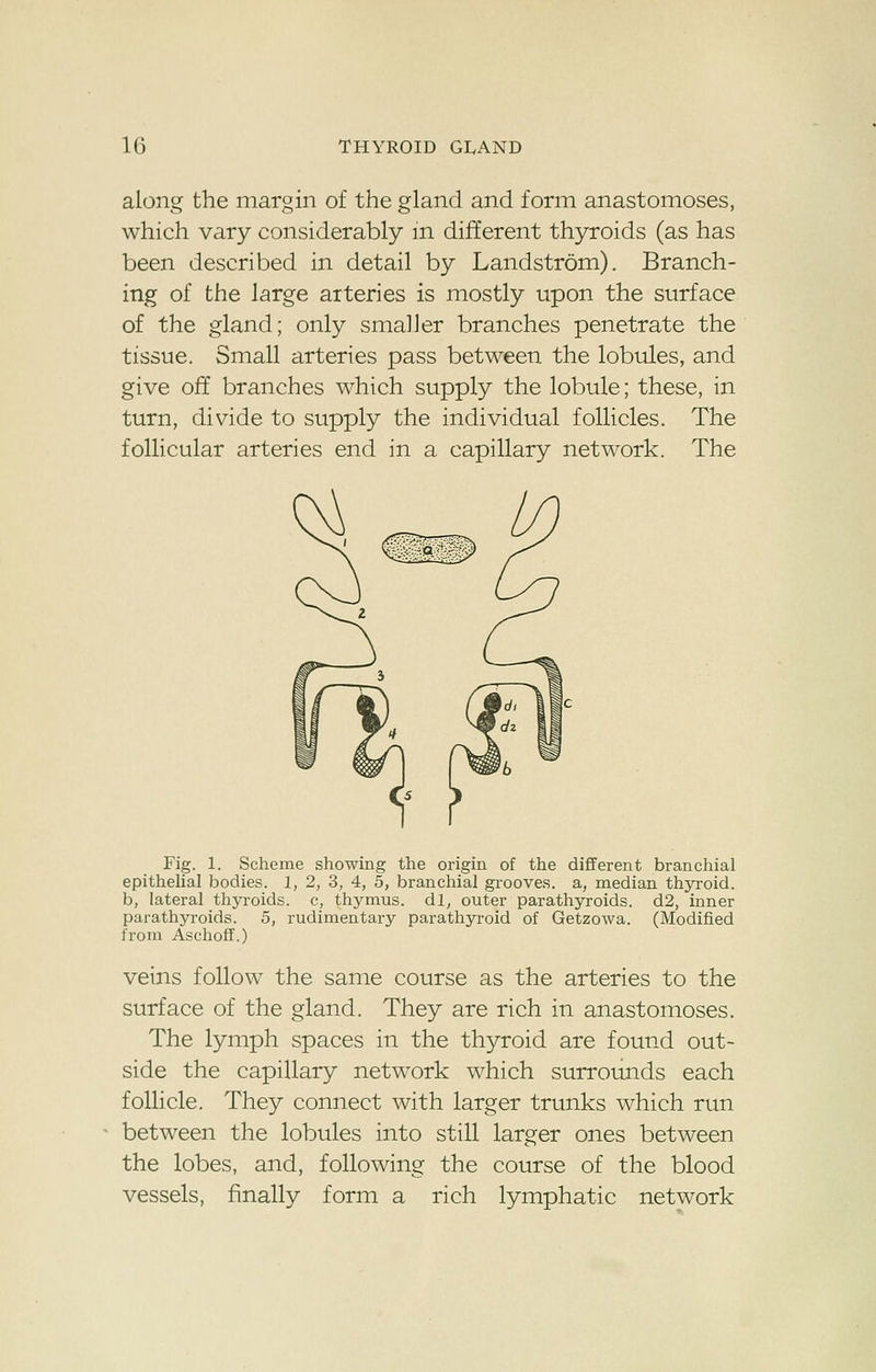 along the margin of the gland and form anastomoses, which vary considerably m different thyroids (as has been described in detail by Landstrom). Branch- ing of the large arteries is mostly upon the surface of the gland; only smaller branches penetrate the tissue. Small arteries pass between the lobules, and give off branches which supply the lobule; these, in turn, divide to supply the individual follicles. The follicular arteries end in a capillary network. The Fig. 1. Scheme showing the origin of the different branchial epithelial bodies. 1, 2, 3, 4, 5, branchial grooves, a, median thyroid, b, lateral thyroids, c, thymus, dl, outer parathyroids. 6.2, inner parathyroids. 5, rudimentary parathyroid of Getzowa. (Modified from Aschoff.) veins follow the same course as the arteries to the surface of the gland. They are rich in anastomoses. The lymph spaces in the thyroid are found out- side the capillary network which surrounds each follicle. They connect with larger trunks which run between the lobules into still larger ones between the lobes, and, following the course of the blood vessels, finally form a rich lymphatic network