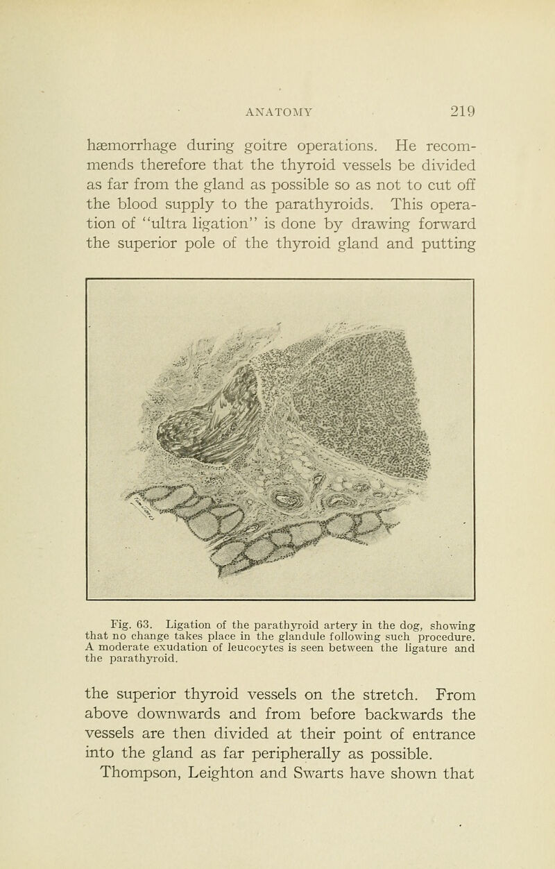 haemorrhage during goitre operations. He recom- mends therefore that the thyroid vessels be divided as far from the gland as possible so as not to cut off the blood supply to the parathyroids. This opera- tion of ultra ligation is done by drawing forward the superior pole of the thyroid gland and putting ■■**-%> Fig. 63. Ligation of the parathyroid artery in the dog, showing that no change takes place in the glandule following such procedure. A moderate exudation of leucocytes is seen between the ligature and the parathyroid. the superior thyroid vessels on the stretch. From above downwards and from before backwards the vessels are then divided at their point of entrance into the gland as far peripherally as possible. Thompson, Leighton and Swarts have shown that